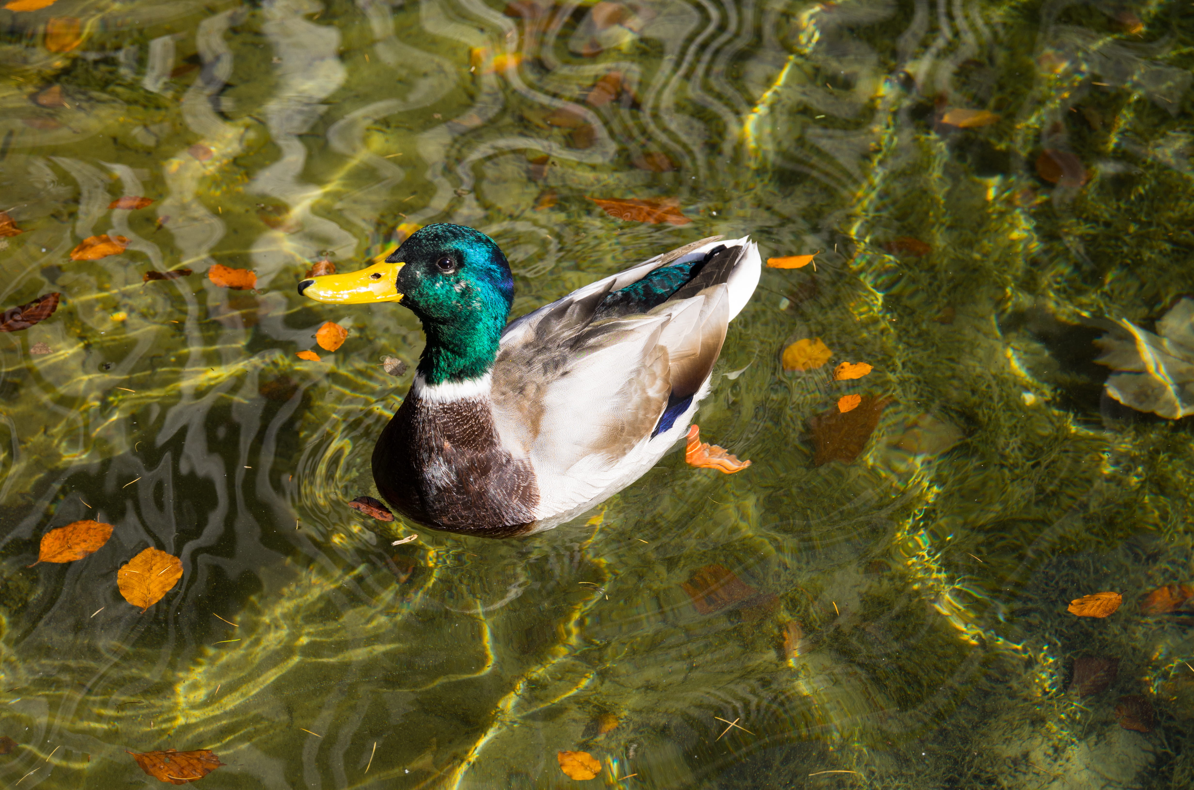 water, germany, nature, bird, schönau am königssee, swimming, poultry, animal themes, outdoors, animal wildlife, day, lake, reflection, high angle view, HD Wallpaper