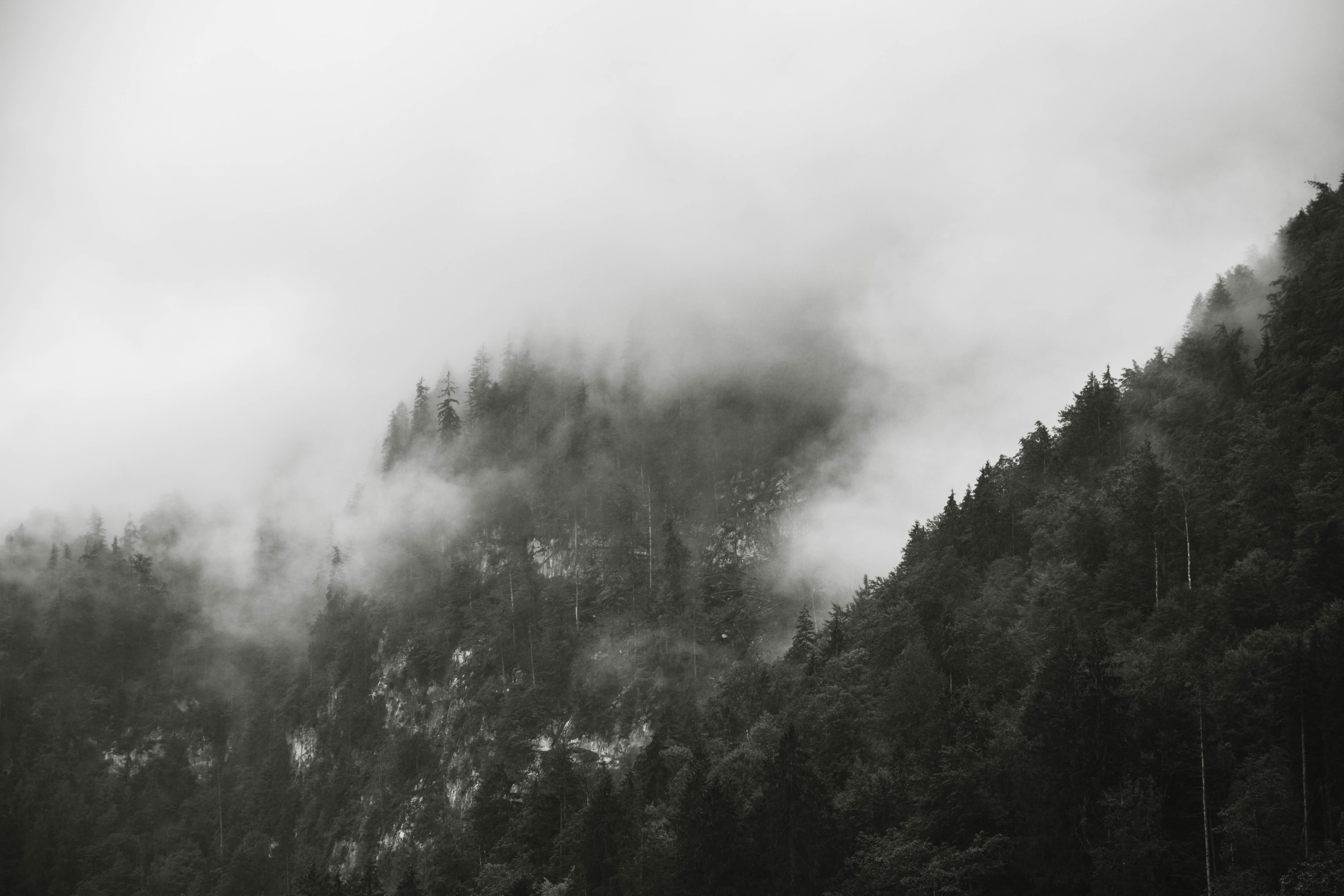 tree, sky, beauty in nature, scenics - nature, nature, outdoors, königssee, forest, tranquil scene, tranquility, cloud - sky, day, growth, plant, 5K, non-urban scene, HD Wallpaper