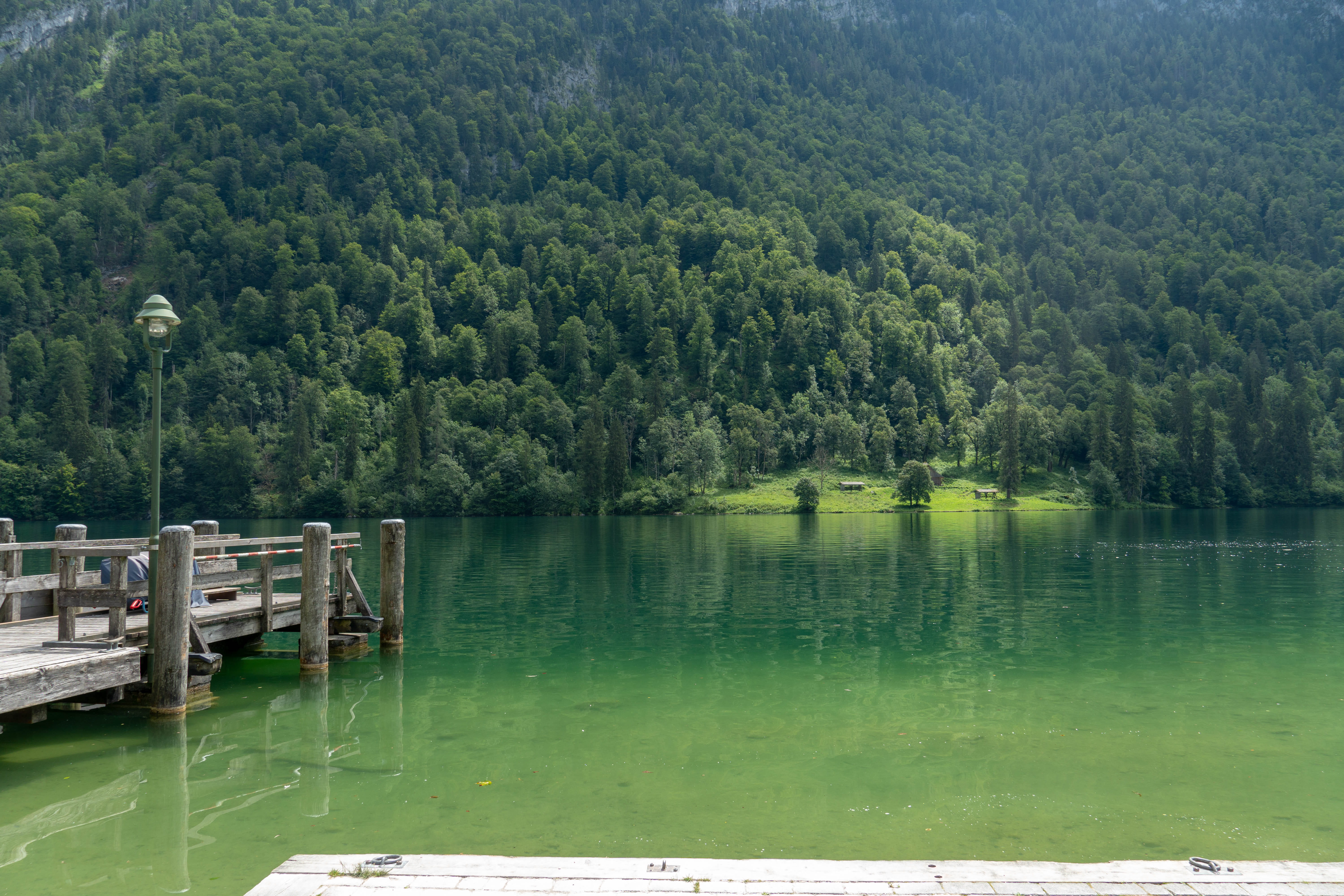 growth, tree, nature, beauty in nature, tranquility, mountains, water, lake, non-urban scene, foliage, germany, plant, day, forest, waterfront, schönau am königssee, HD Wallpaper