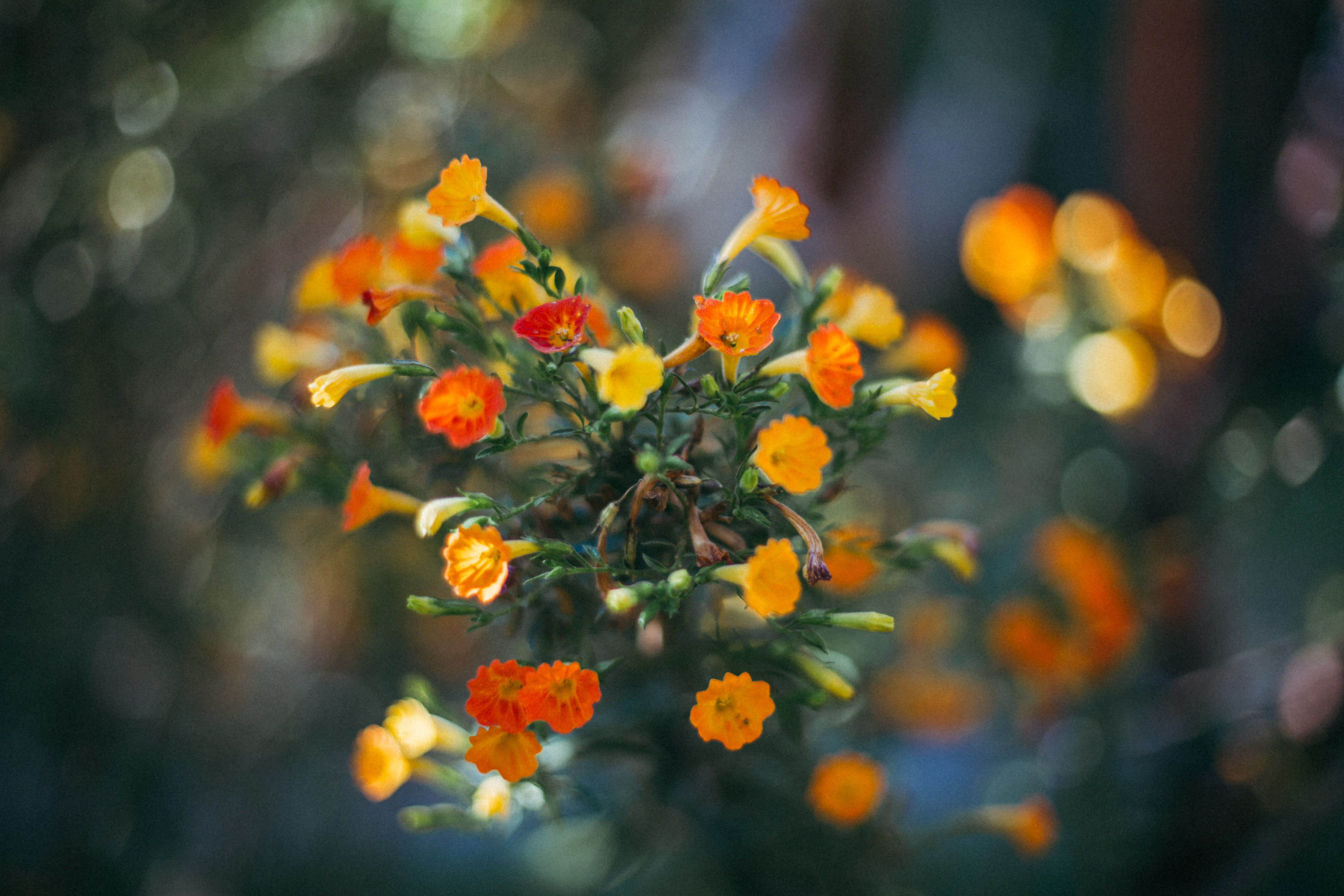 beauty in nature, botany, close-up, flower head, no people, green color, freshness, multi colored, nature, day, flowering plant, urubamba, fragility, orange color, HD Wallpaper