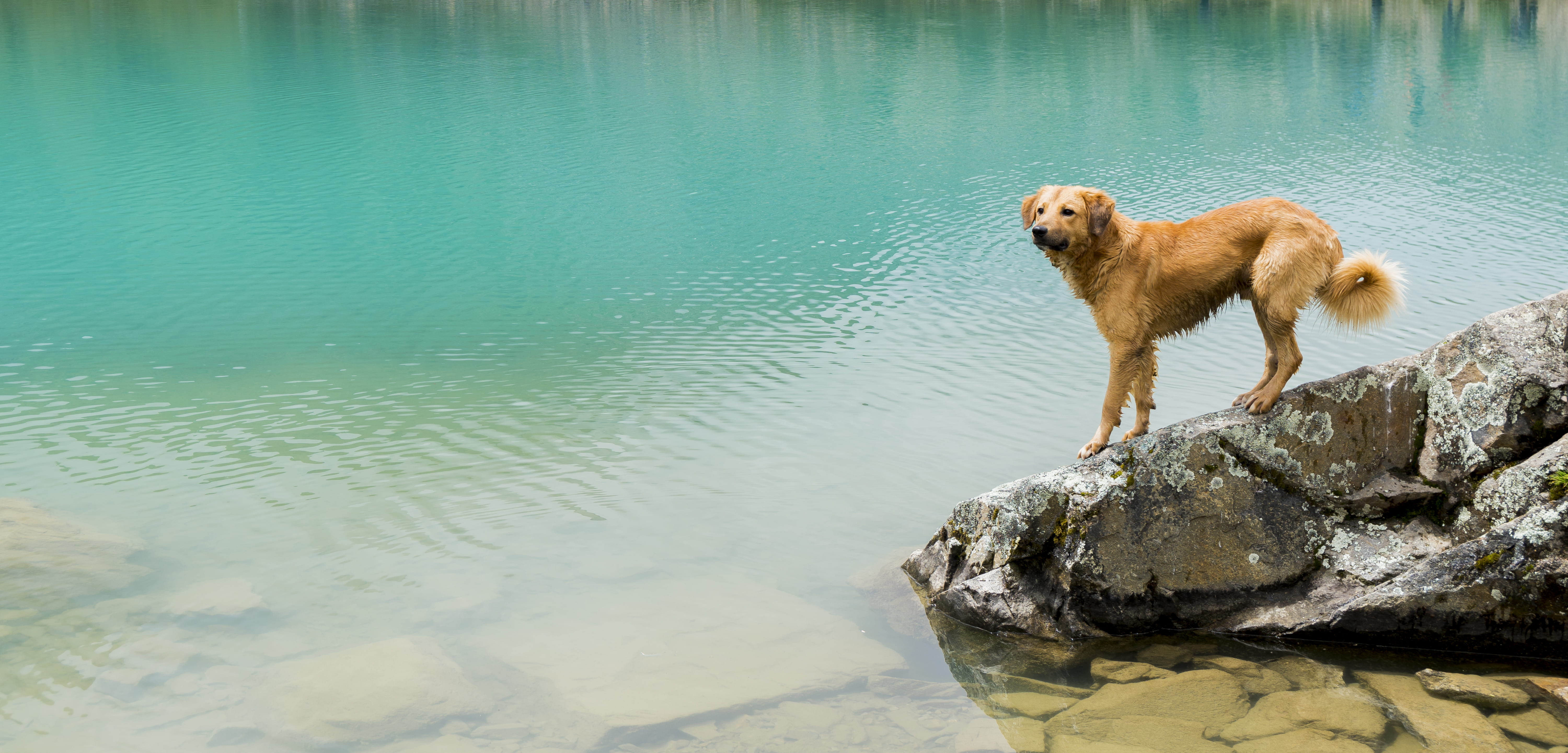 peru, brown, beautiful, animal themes, one animal, vertebrate, nature, body, wildlife, solid, lake, rock - object, dog, animal, rock, mammal, water, outdoors, HD Wallpaper