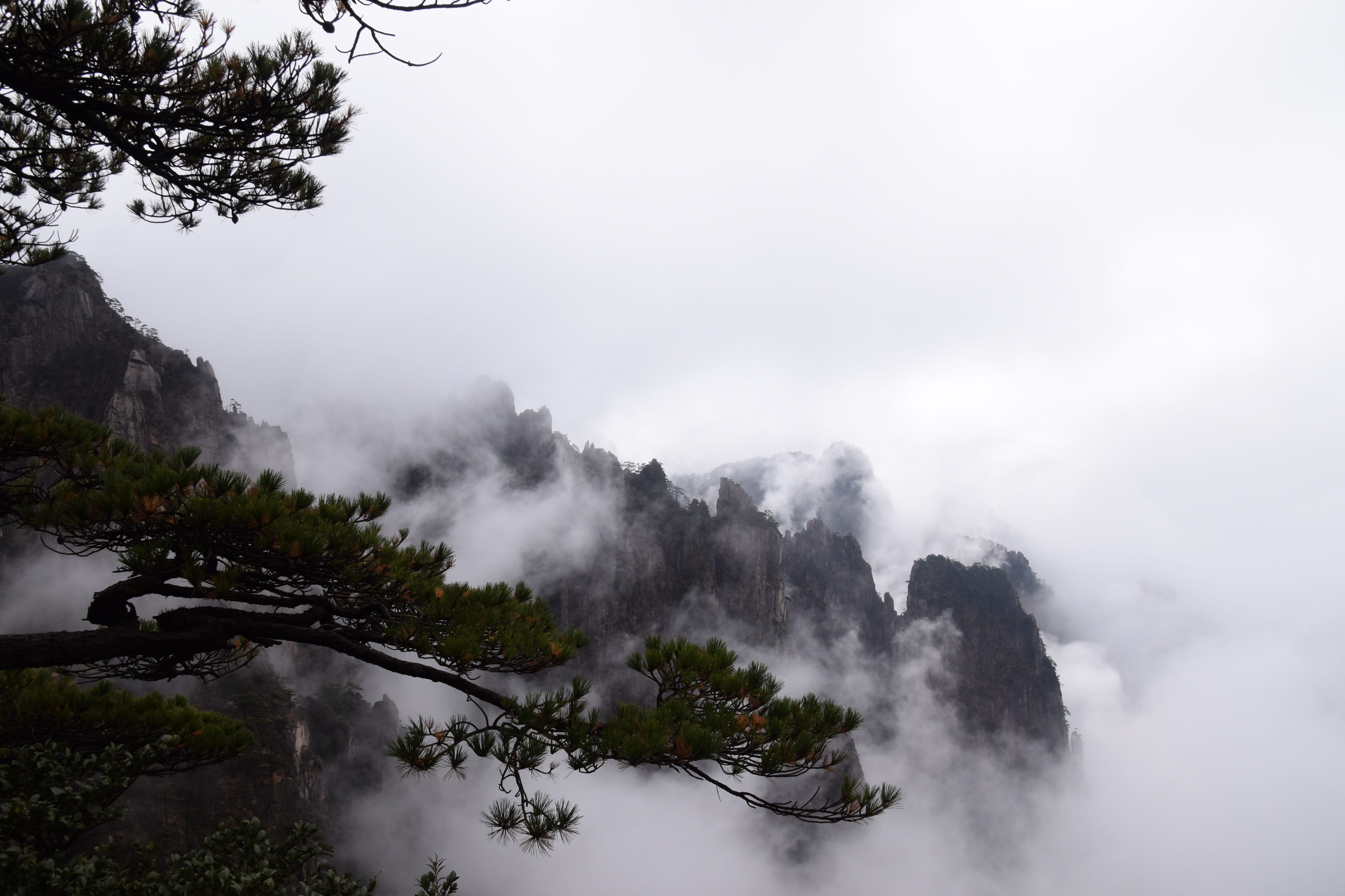 huangshan, nature, scenics - nature, mountain, tranquility, water, tranquil scene, landscape, 5K, cloud sea, plant, tree, day, sky, cloud - sky, pine tree, HD Wallpaper