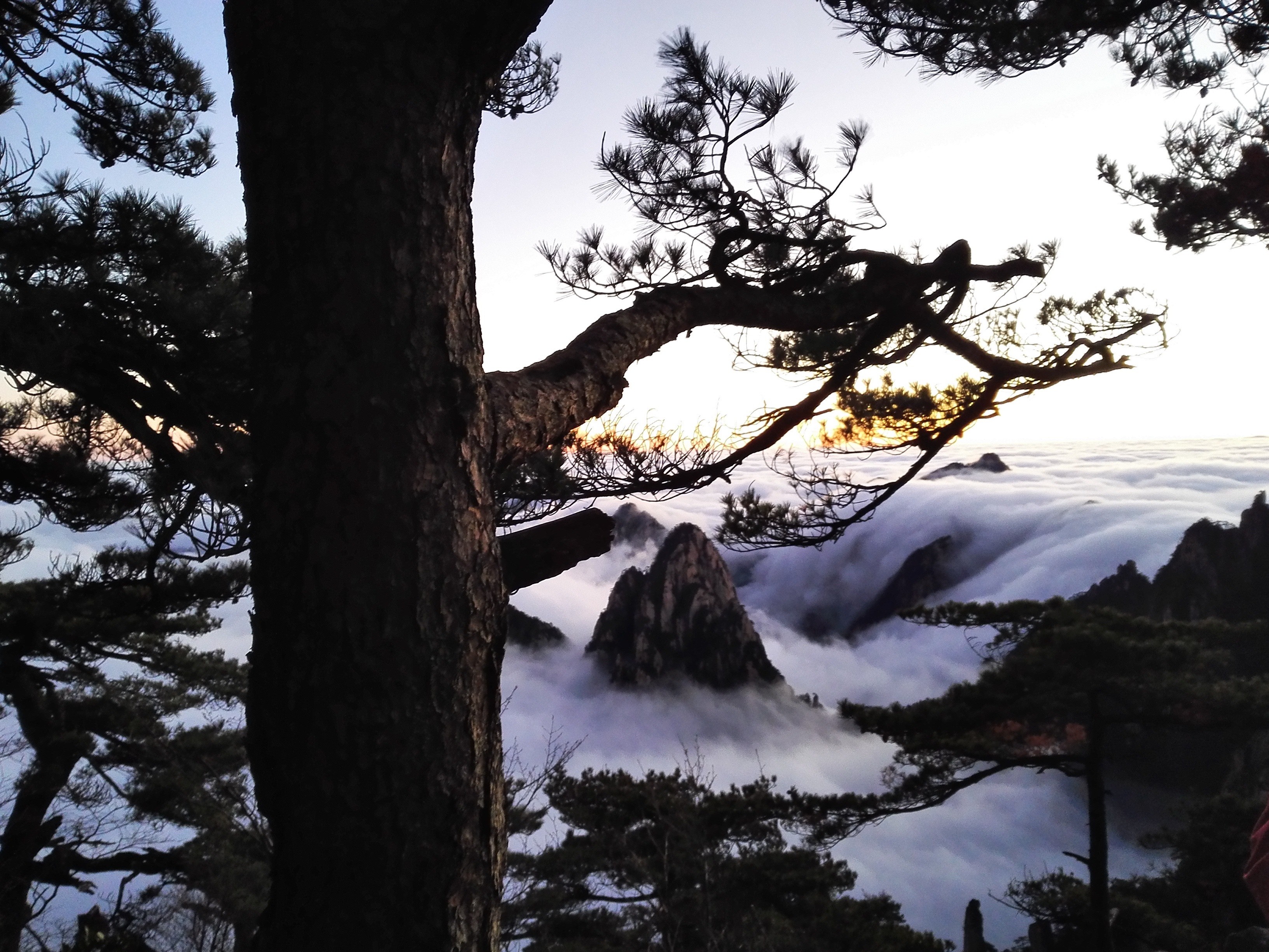outdoors, snow, plant, tree trunk, tranquility, branch, no people, china sights, low angle view, 2K, cold temperature, beauty in nature, winter, anhui, HD Wallpaper