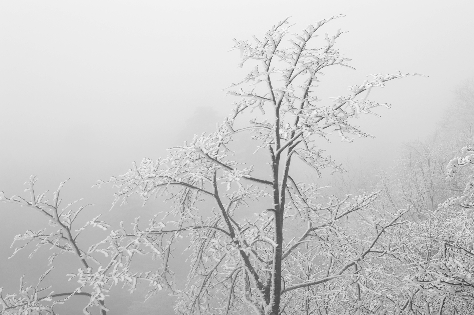 huangshan, tree, plant, bare tree, china, beauty in nature, snow, day, sky, outdoors, branch, fog, no people, land, smog, tranquility, scenics - nature, HD Wallpaper