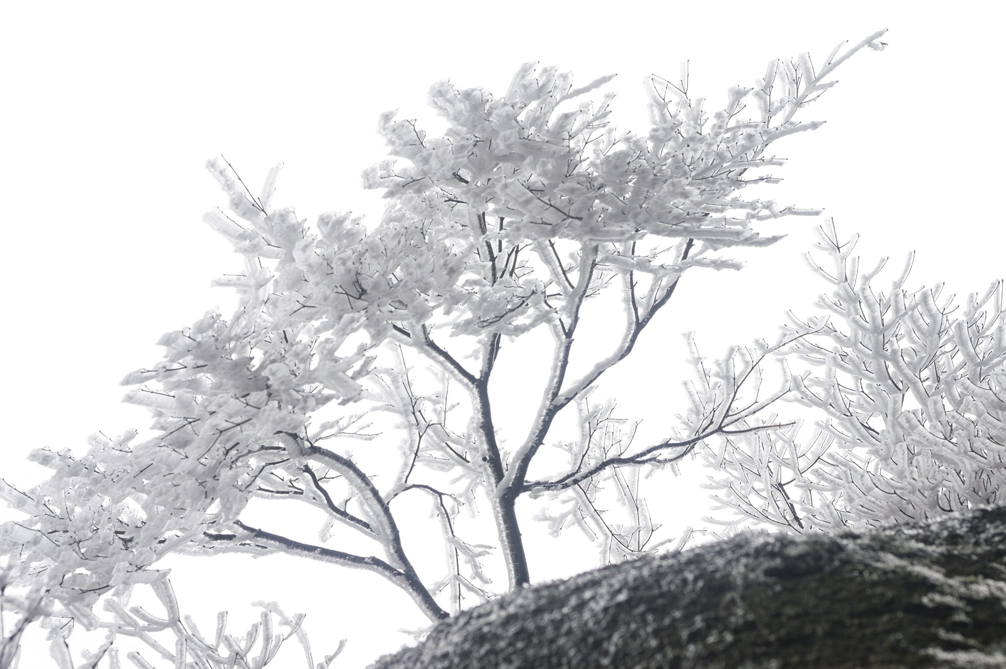 plant, clear sky, tranquility, Anhui, Huangshan, China, Rime, sky, nature, growth, outdoors, close-up, flower, Winter, beauty in nature, cold temperature, HD Wallpaper