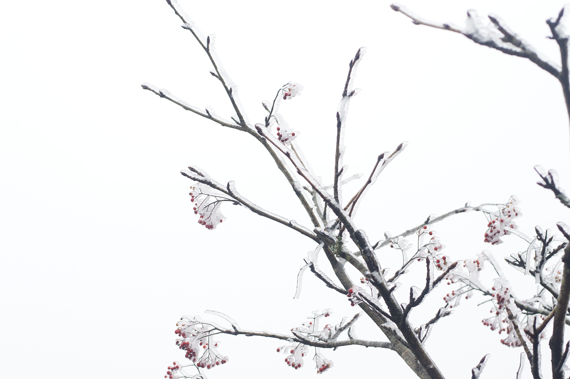 rime, beauty in nature, 1080P, branch, huangshan, growth, no people, day, low angle view, nature, snow, bare tree, tranquility, taxus, tree, sky, flower, HD Wallpaper