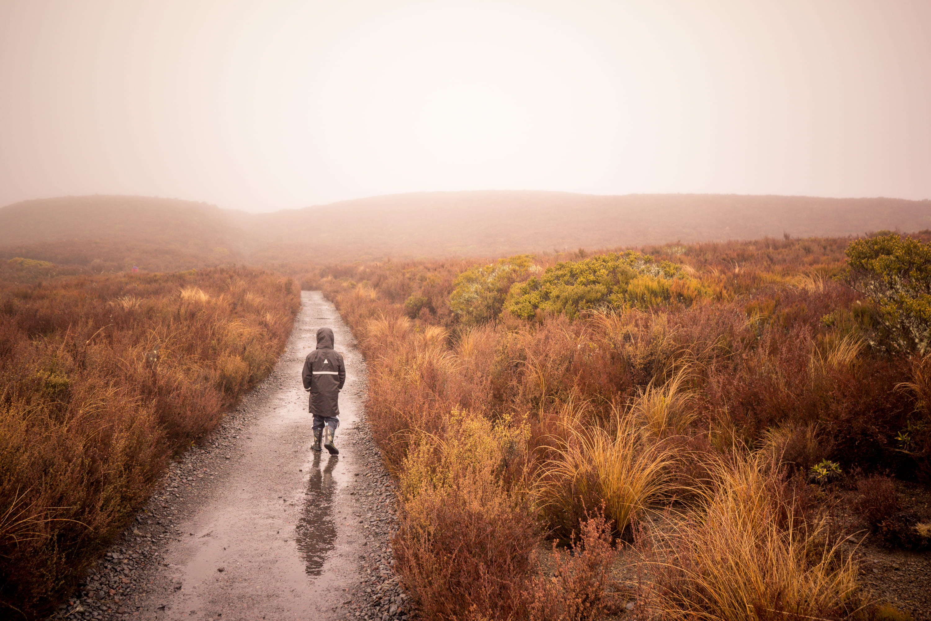 beauty, tongariro national park, plant, walking, tranquility, grass, autumn, boy, new zealand, hike, one person, landscape, transportation, overcast, full length, HD Wallpaper