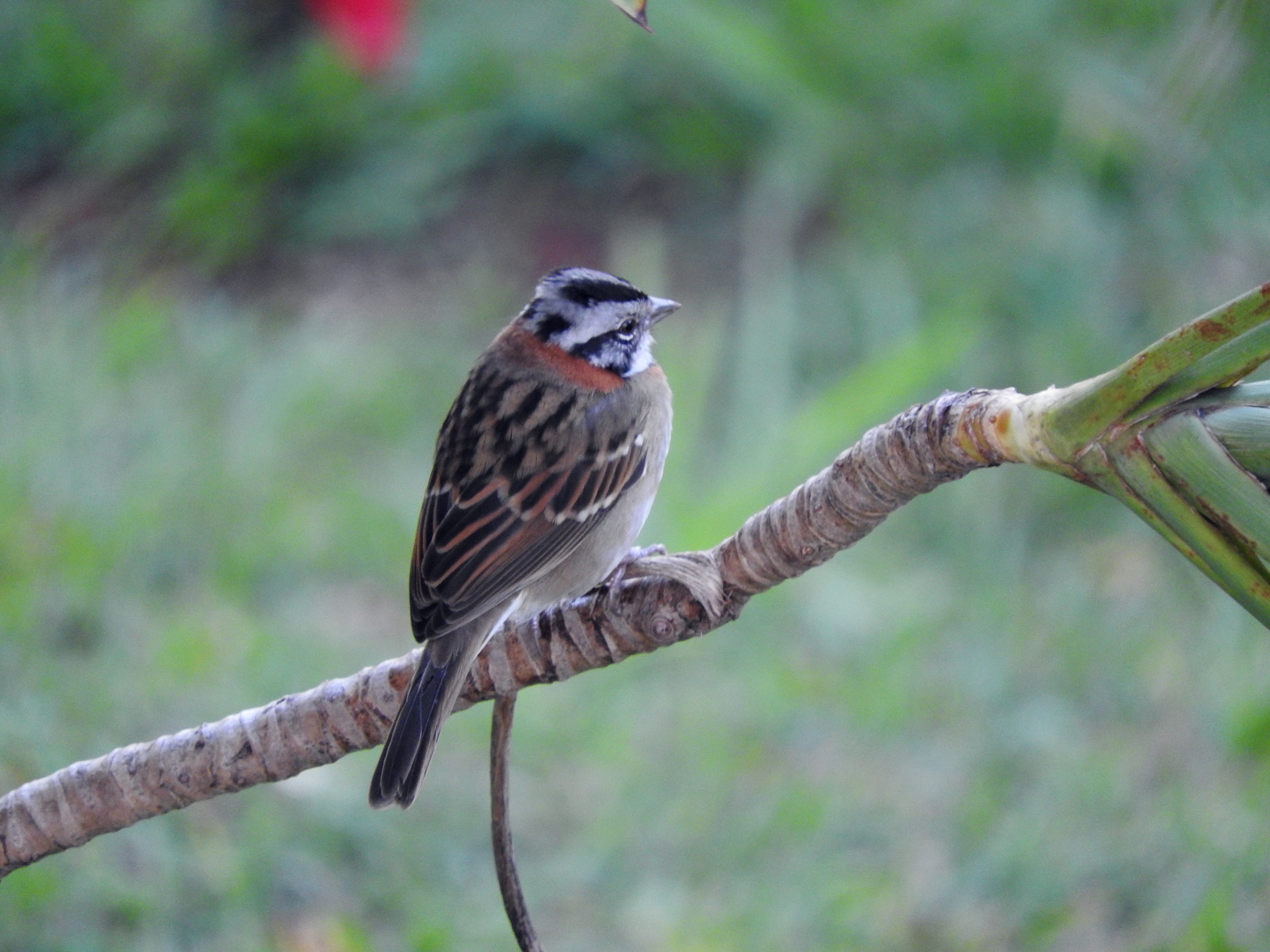 wildlife, animal, full length, animals in the wild, tree, branch, bird Watching, tropical birds, one animal, no people, plant, day, animal wildlife, perching, HD Wallpaper