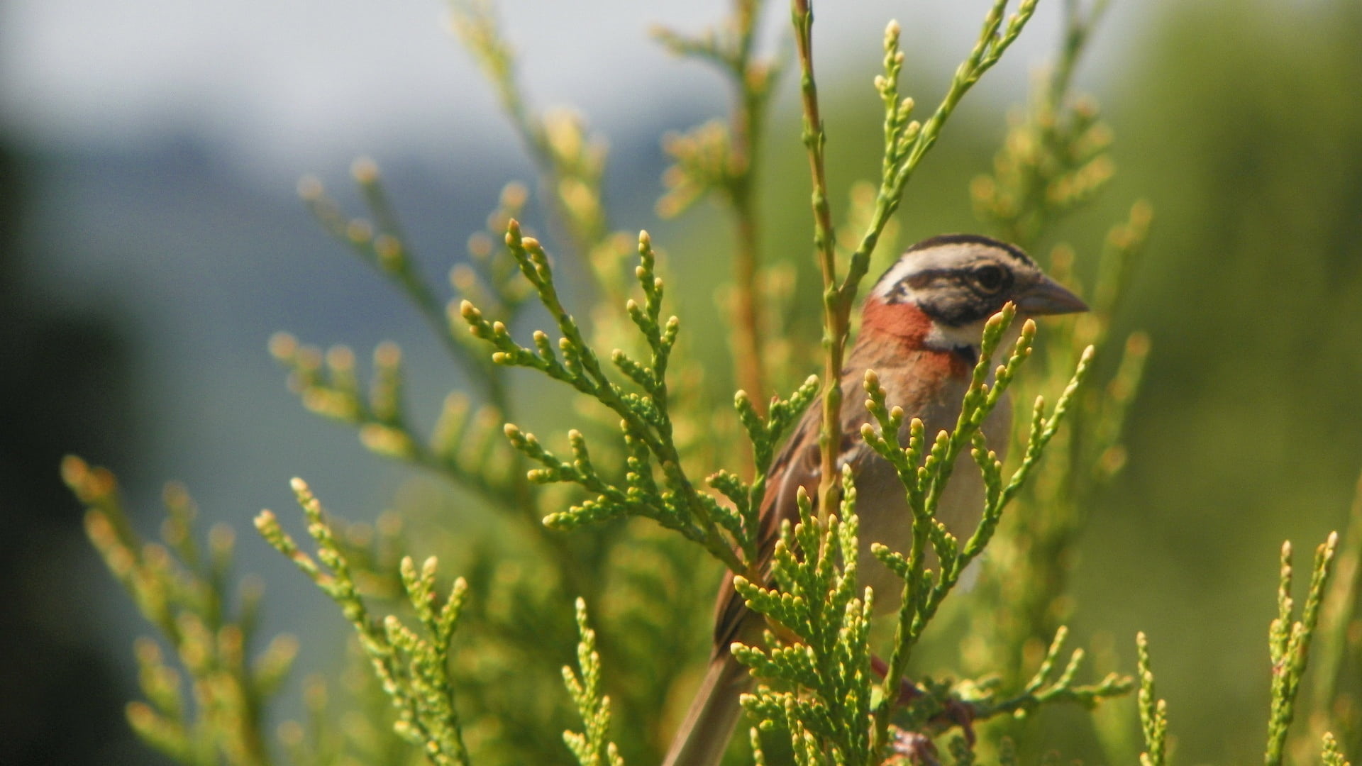 outdoors, selective focus, animal, hacksaw, vertebrate, plant, one animal, non-urban scene, bird, nature, land, animal wildlife, zonotrichia capensis, green color, HD Wallpaper