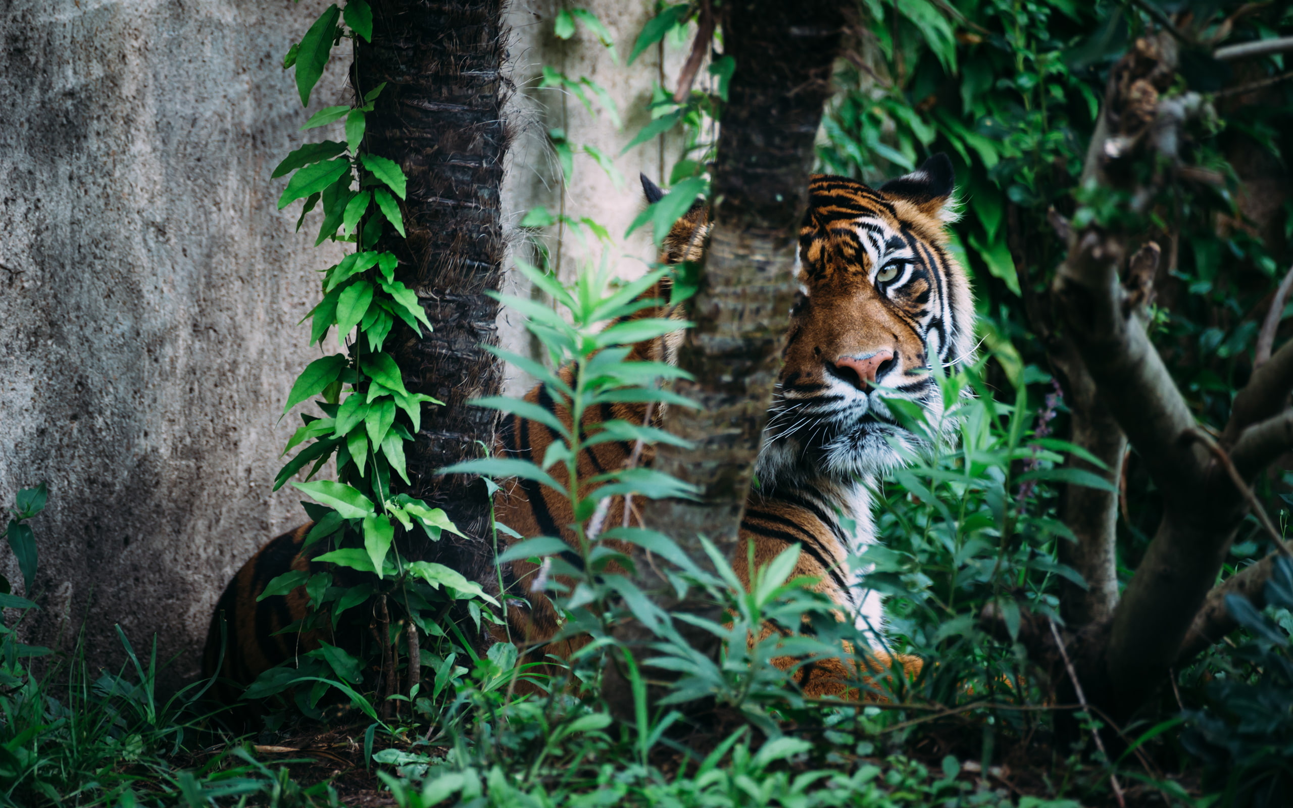tiger, animals, 2K, hd, jungle, HD Wallpaper