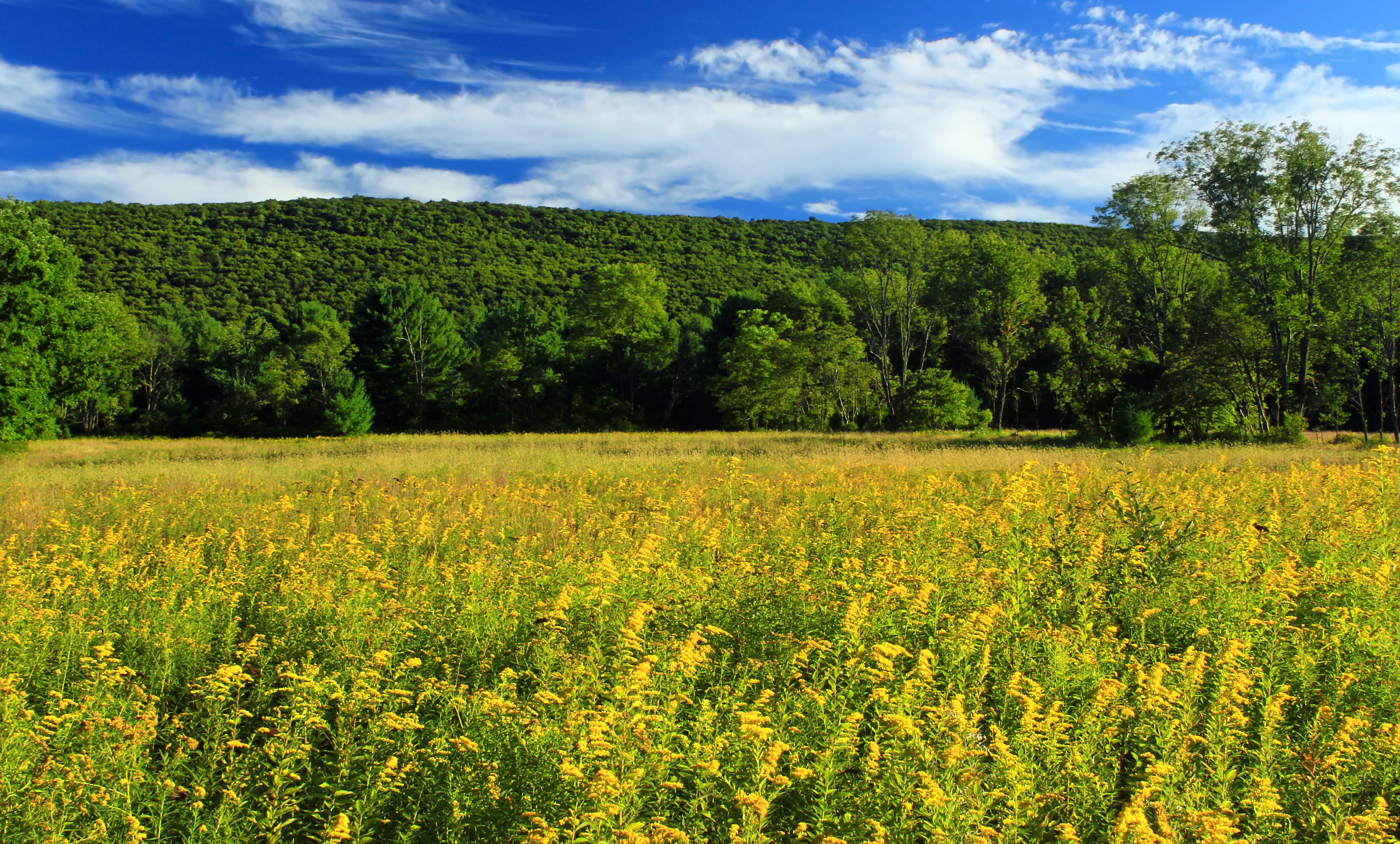grass, State Game Lands, meadow  grass, vegetation, tree, sky, Monroe County, Pennsylvania, Glade, scenics, flowers, summer, clouds, Blue Mountain, green grass, HD Wallpaper