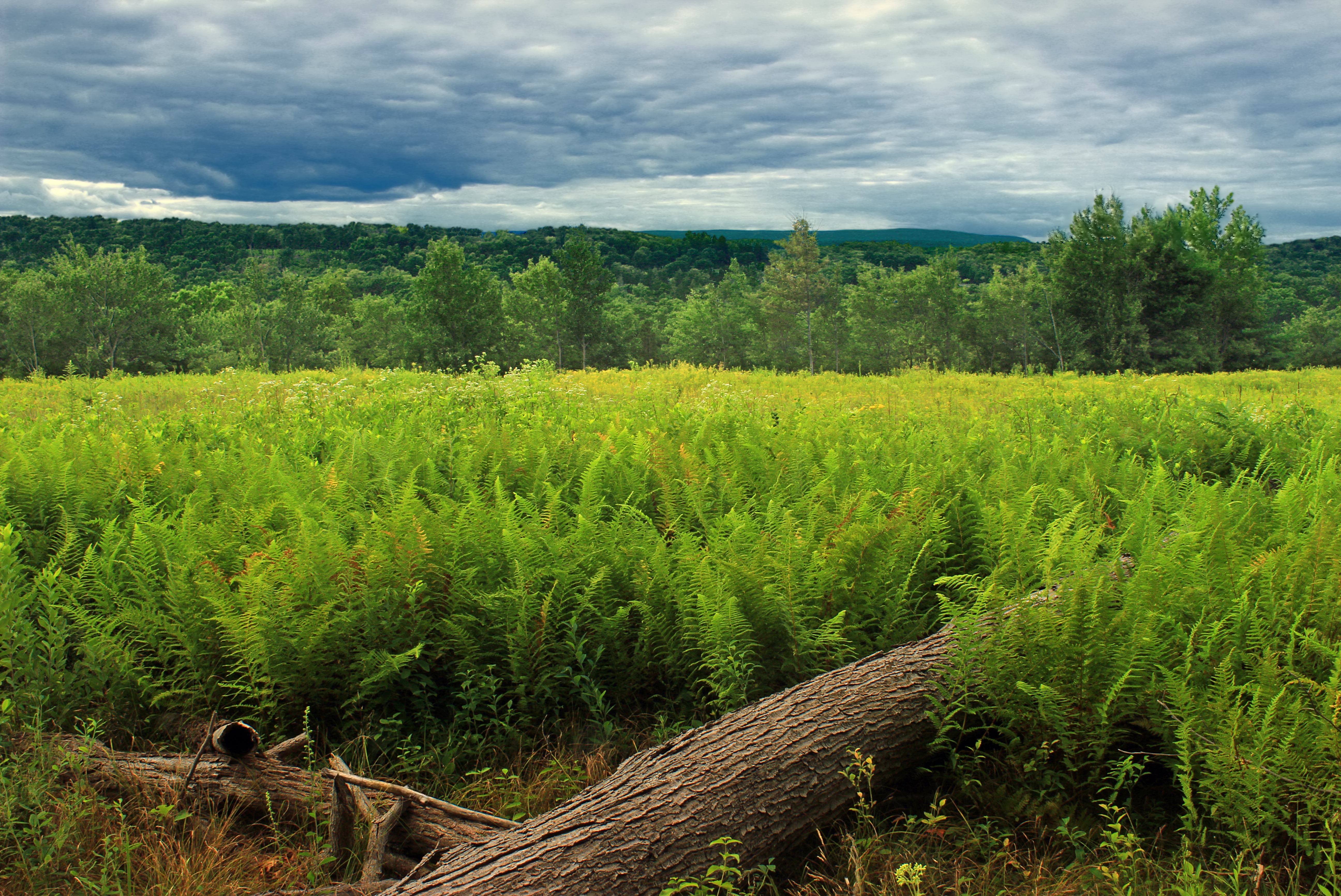 photography, ferns, 5K, plant, meadow, green, angle, agriculture, Kittatinny Mountain, creative commons, clouds, Poconos, Revisit, nature, Pennsylvania, HD Wallpaper