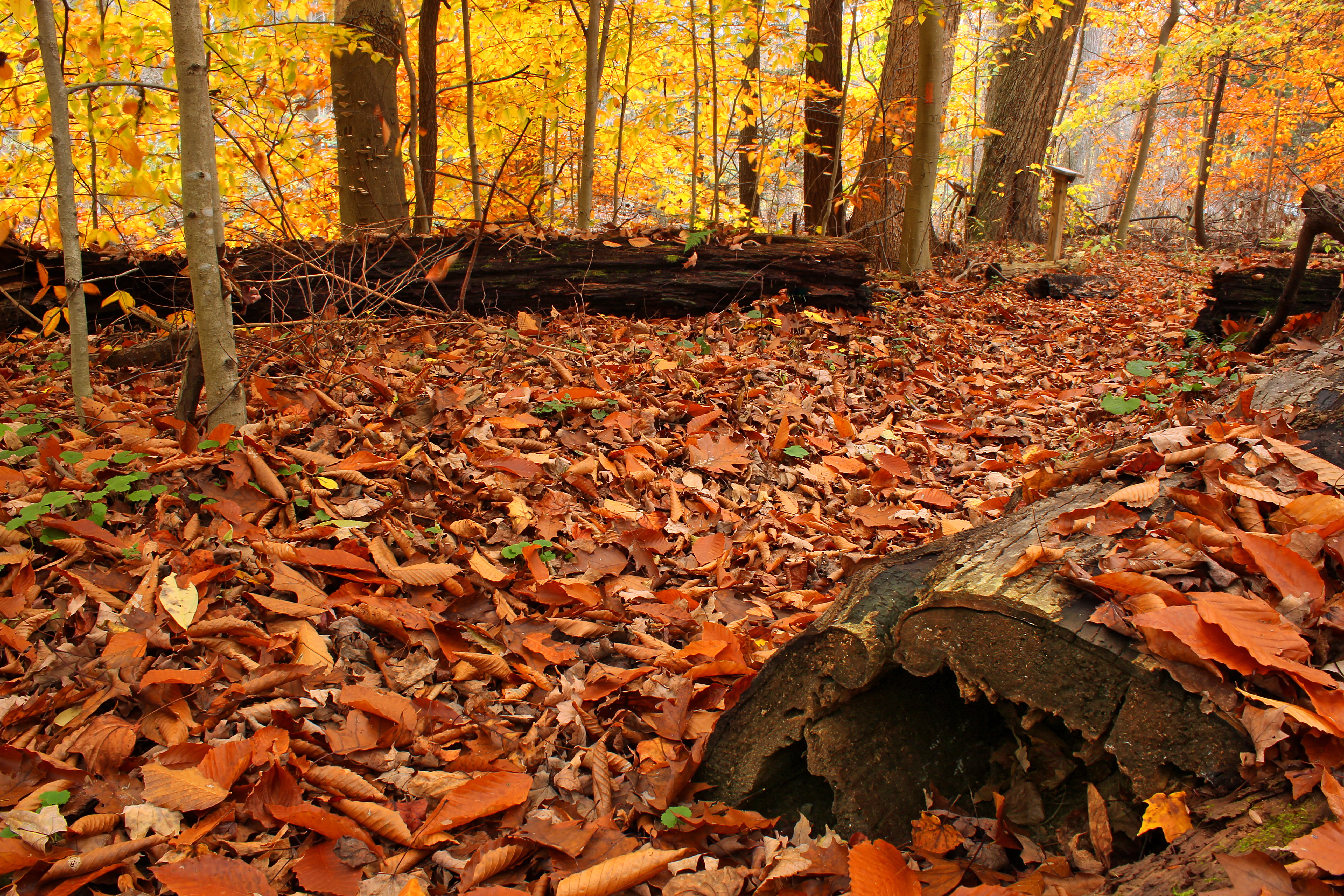 forest, Mentzer, sugar maples, Appalachian Trail, Pennsylvania, red, maple leaves, Franklin County, Michaux State Forest, logs, creative commons, Woods, HD Wallpaper