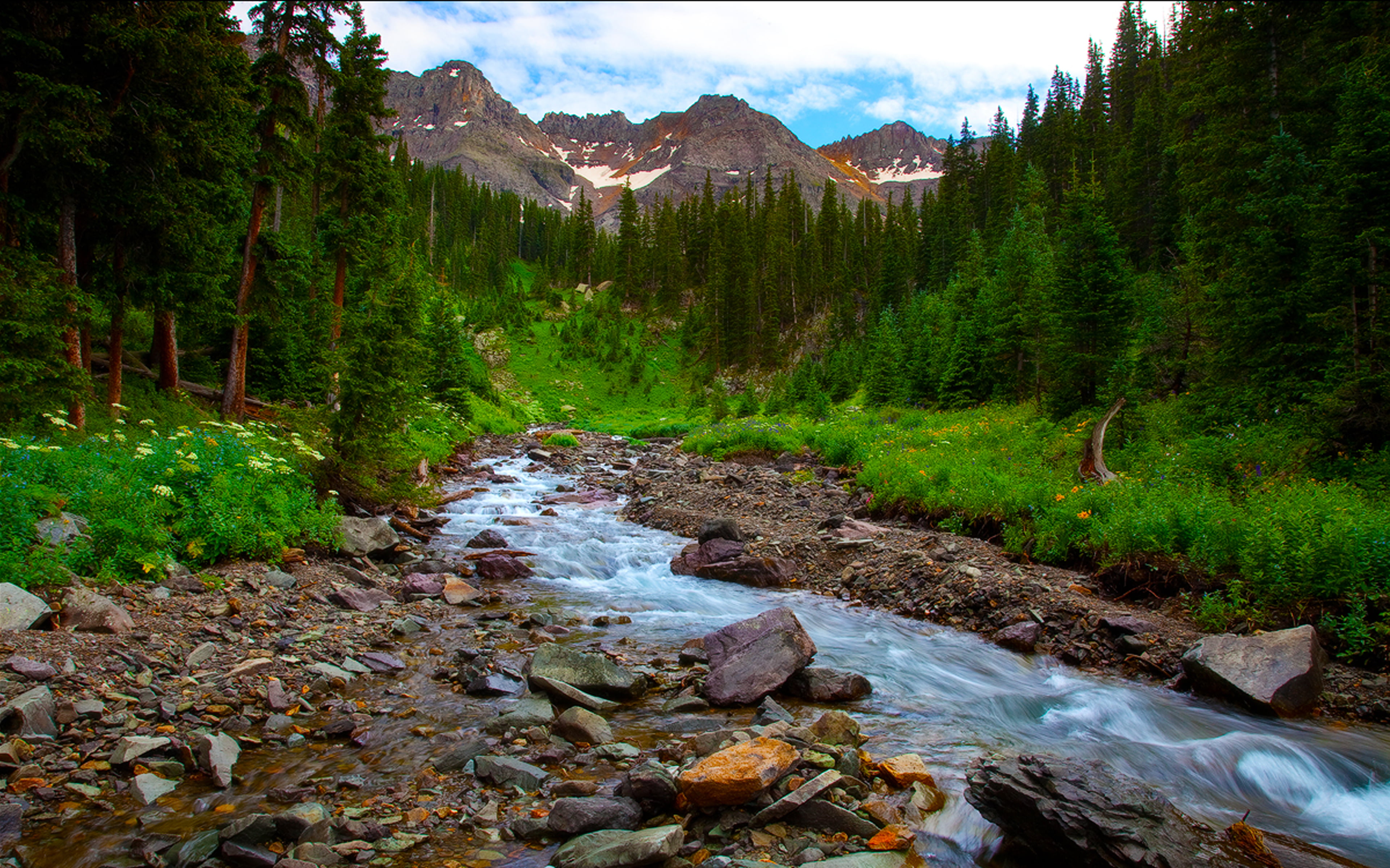scenics - nature, plant, no people, pine tree, rock, forest, beauty in nature, growth, land, tree, flowing, hd, flowers, landscape, outdoors, HD Wallpaper