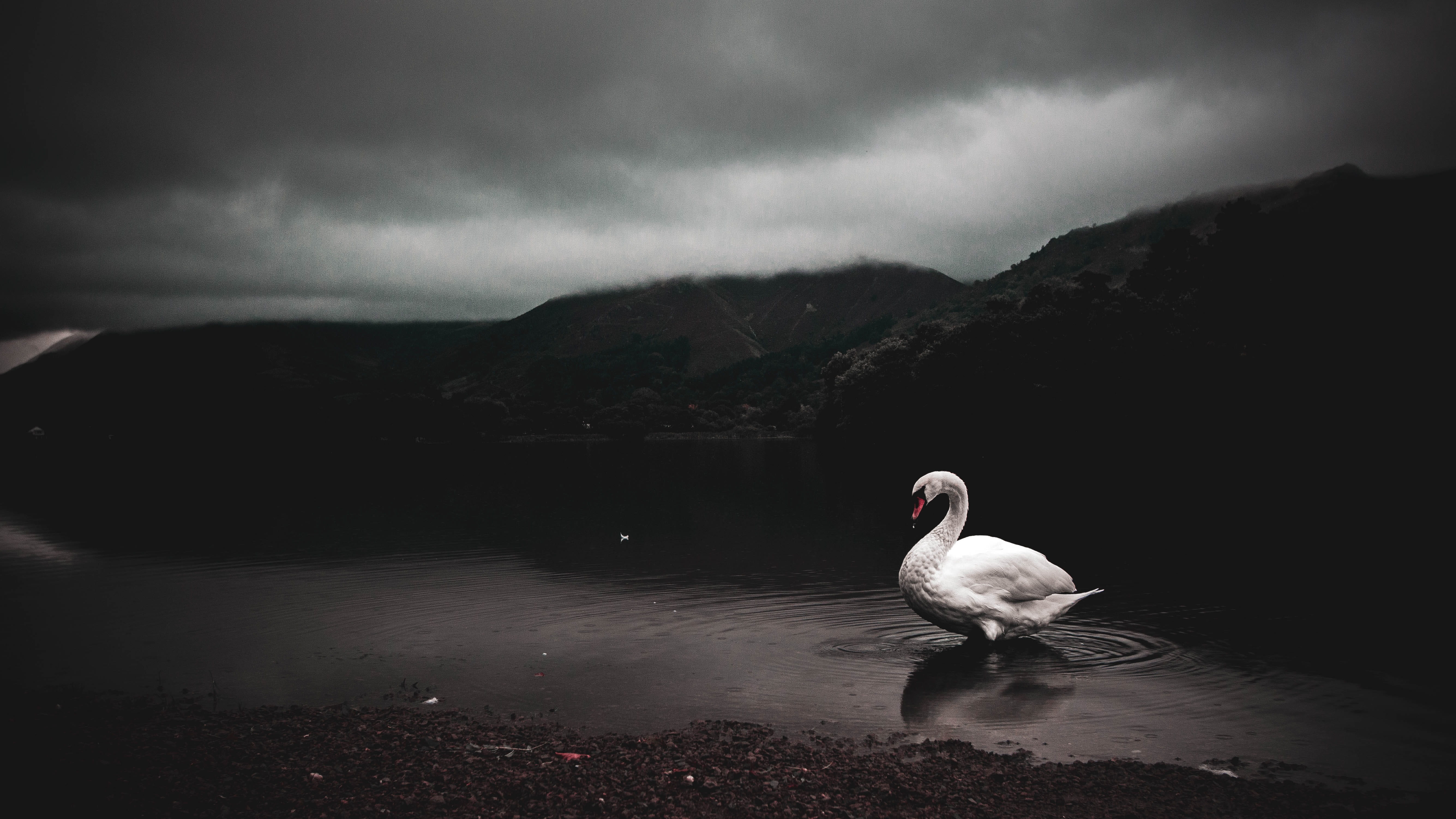hills, lake, trees, sky, no people, cliff, 5K, outdoors, seagull, grasmere, swan, swan lake, mountain, river, mountains, animal, nature, bird, cloud - sky, HD Wallpaper