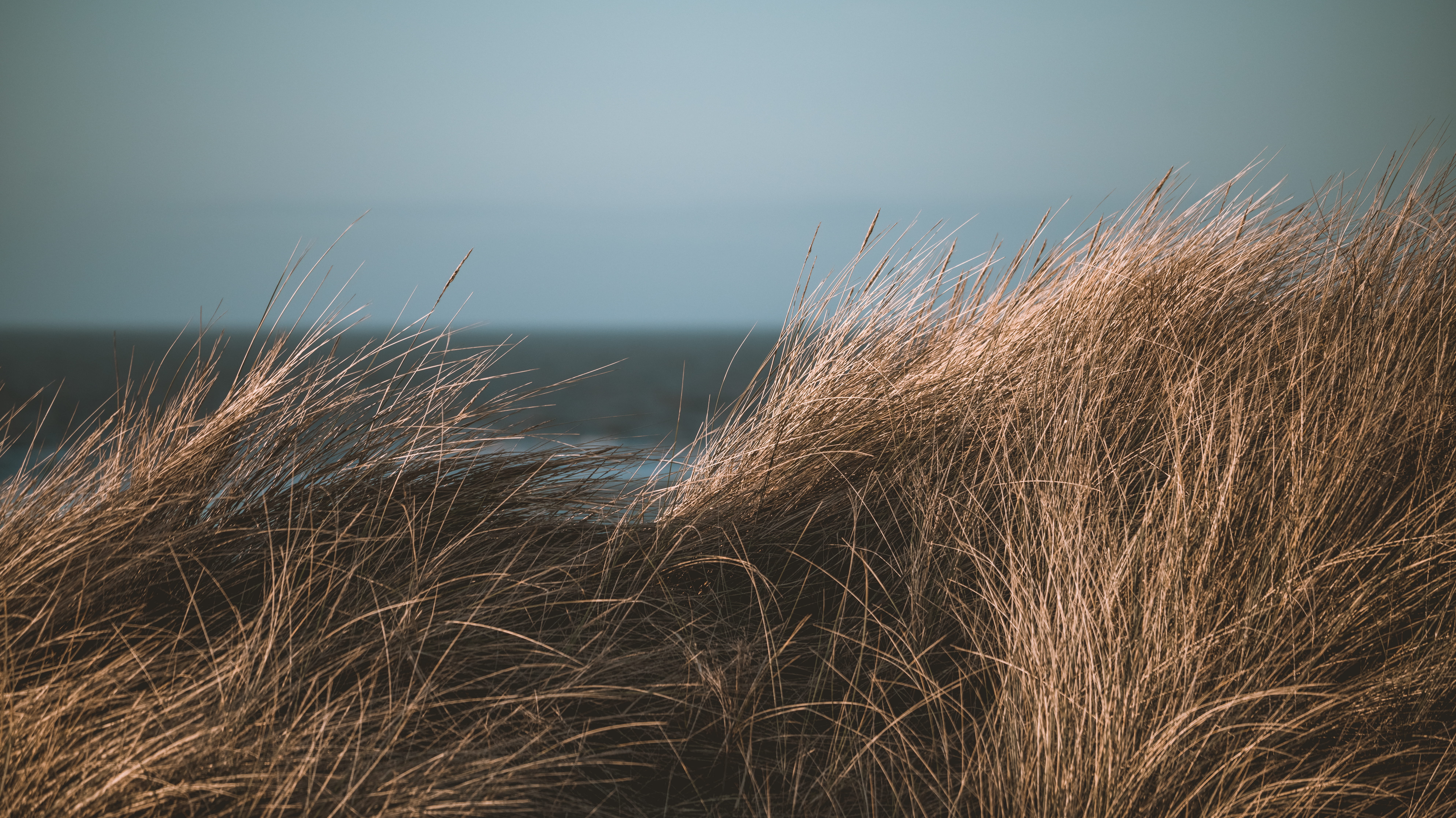 environment, focus, beauty in nature, day, nature, growth, grass, sea, plant, moody, outdoors, non-urban scene, timothy grass, long grass, tranquility, HD Wallpaper