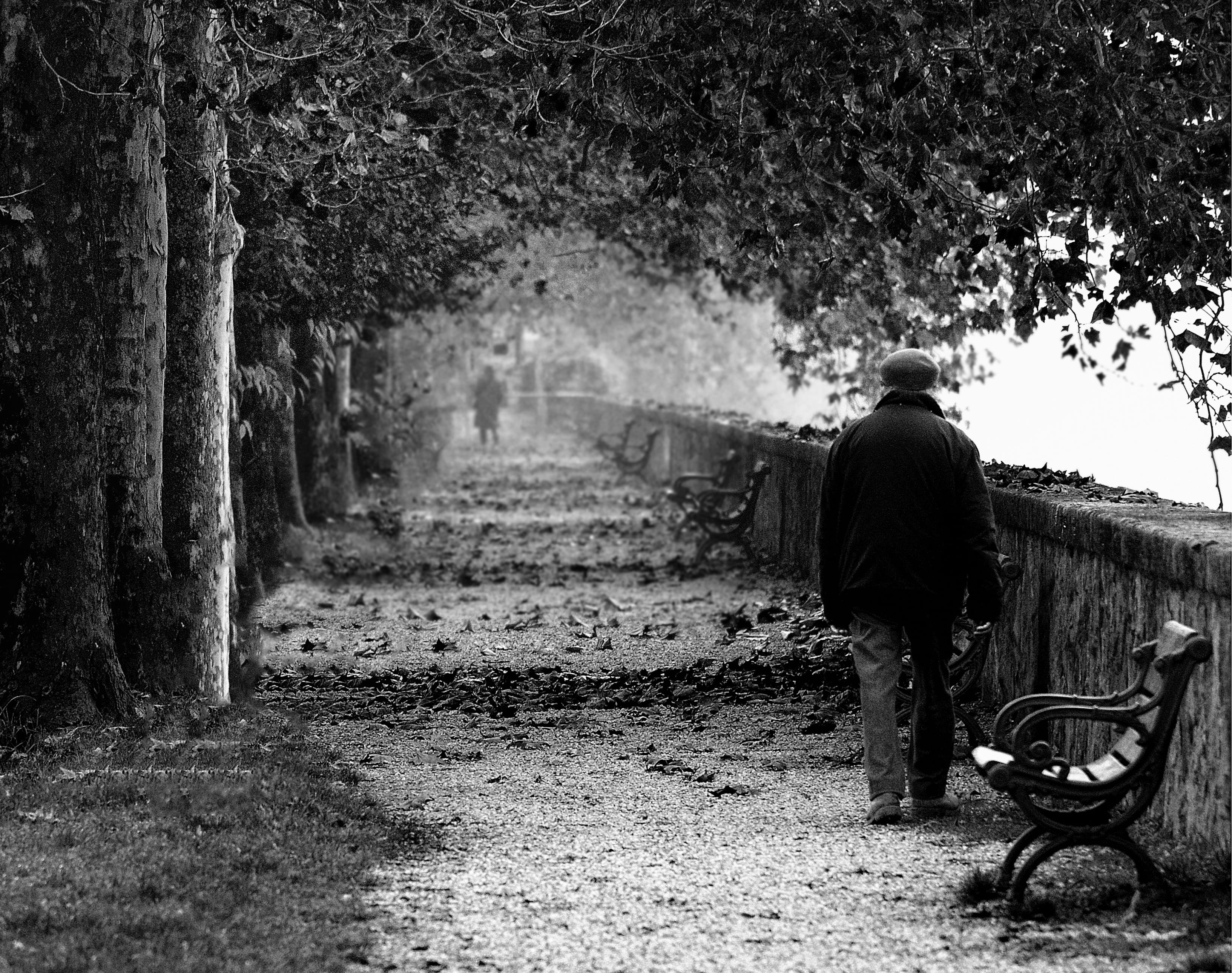 old, males, contrast, man, tree, black And White, adult, street view, old fashion, cultures, people, street, park - Man Made Space, senior Adult, lifestyles, HD Wallpaper