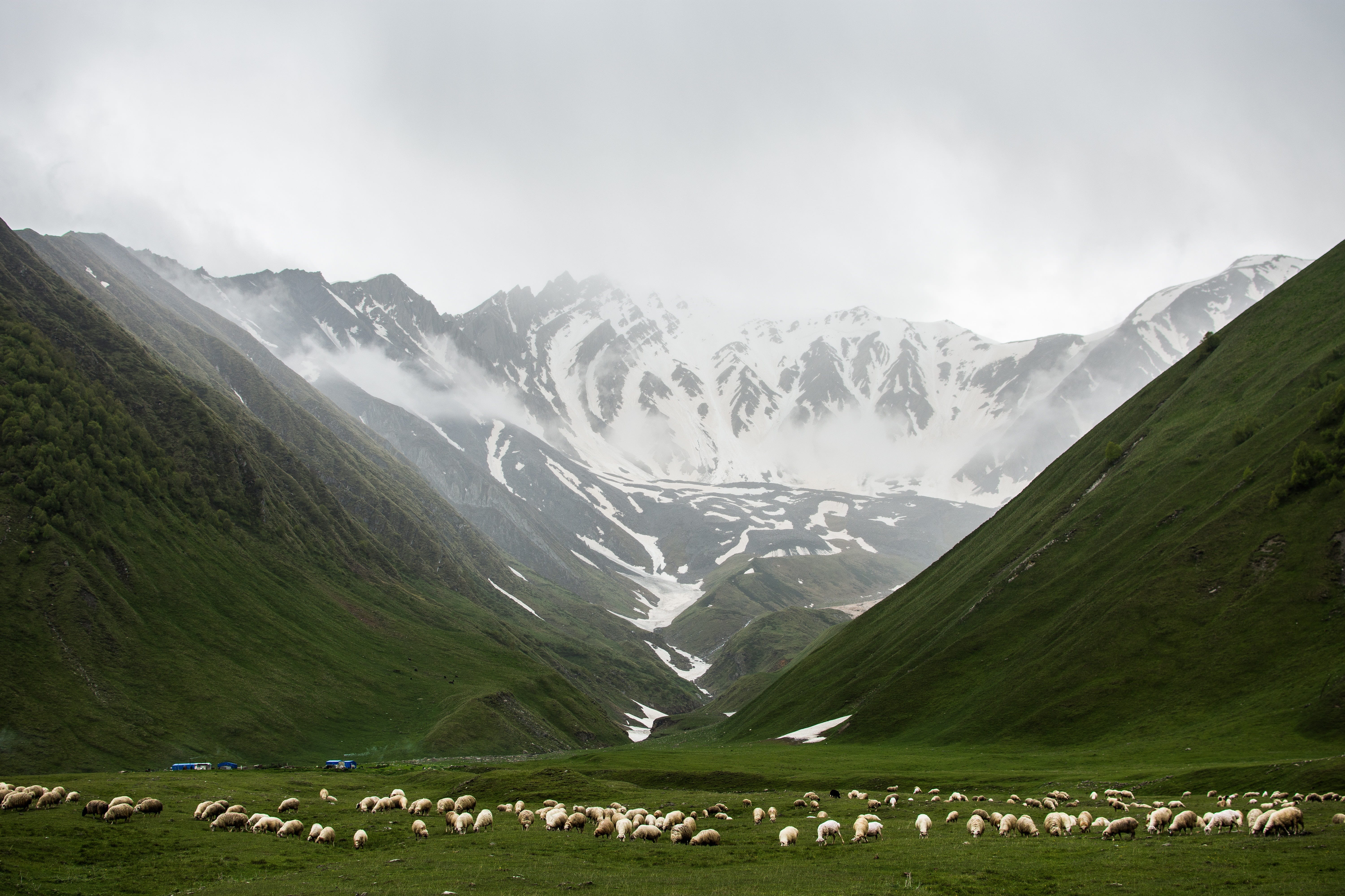 livestock, rural, domestic, beauty in nature, sheep, animal themes, non-urban scene, fog, sky, mountain range, nature, mountain, snowcapped mountain, herd, HD Wallpaper
