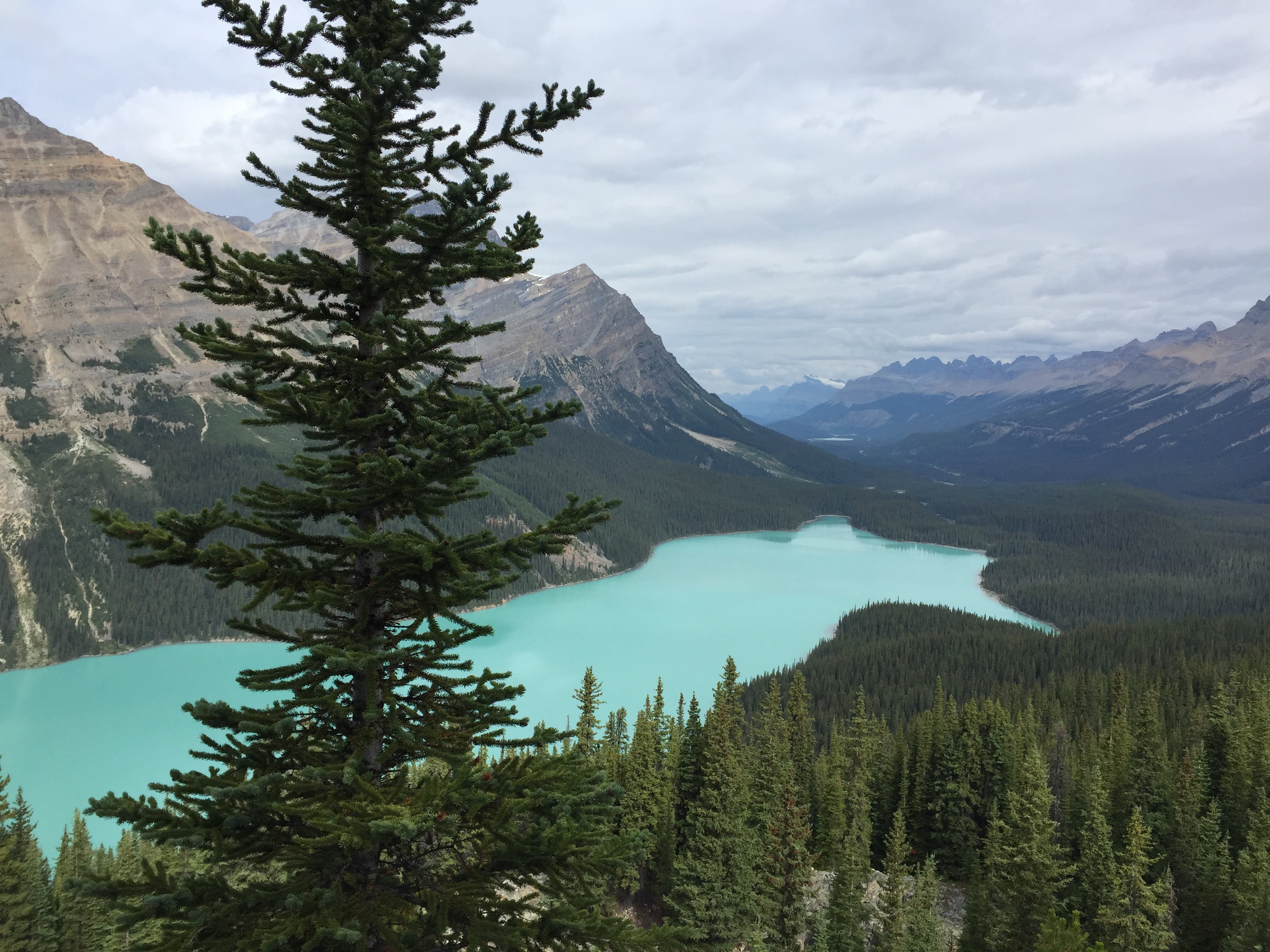 peyto, scene, water, turquoise, forest, outdoors, landscape, scenics - nature, tourism, sky, national, growth, environment, travel, scenic, canada, vacation, HD Wallpaper