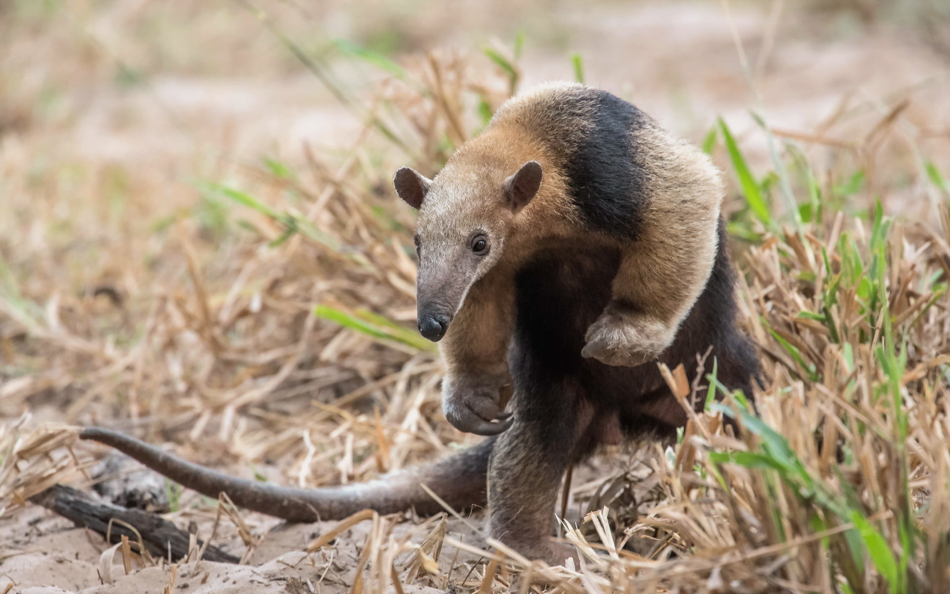 Southern Pantanal, 1080P, Anteater, Brazil, HD Wallpaper