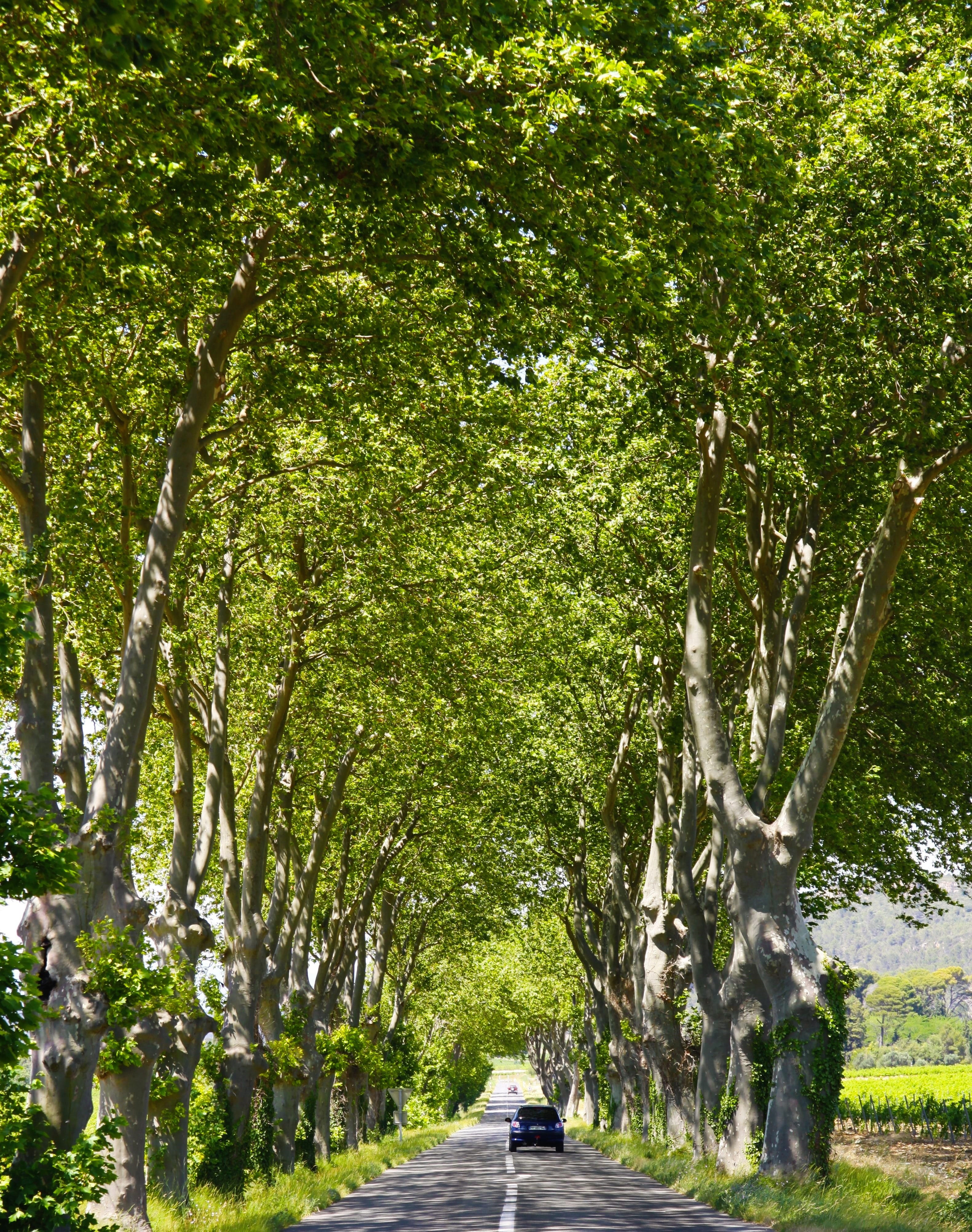 branch, europe, napoleons roads, road, countryside, landscape, occitanie, green, travel, outdoors, history, green color, transportation, fabrezan, tree line, Phone HD Wallpaper