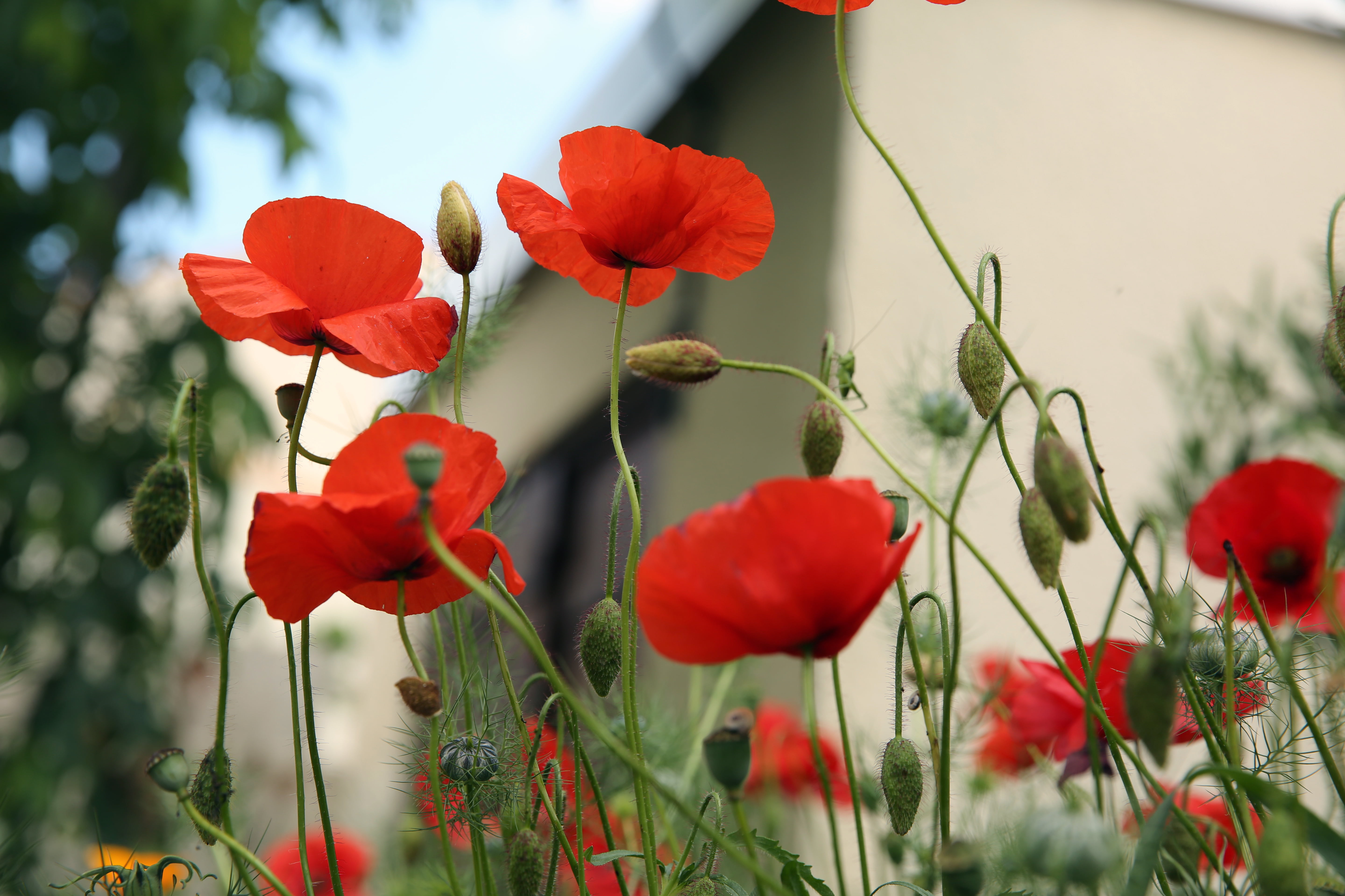 red, summer, rot, Canon  EOS 5D, painted, nature, red  rood, orange, Midi, Jacou, Méditerranée, near, flowers, Languedoc Roussillon, outdoors, Hérault, HD Wallpaper