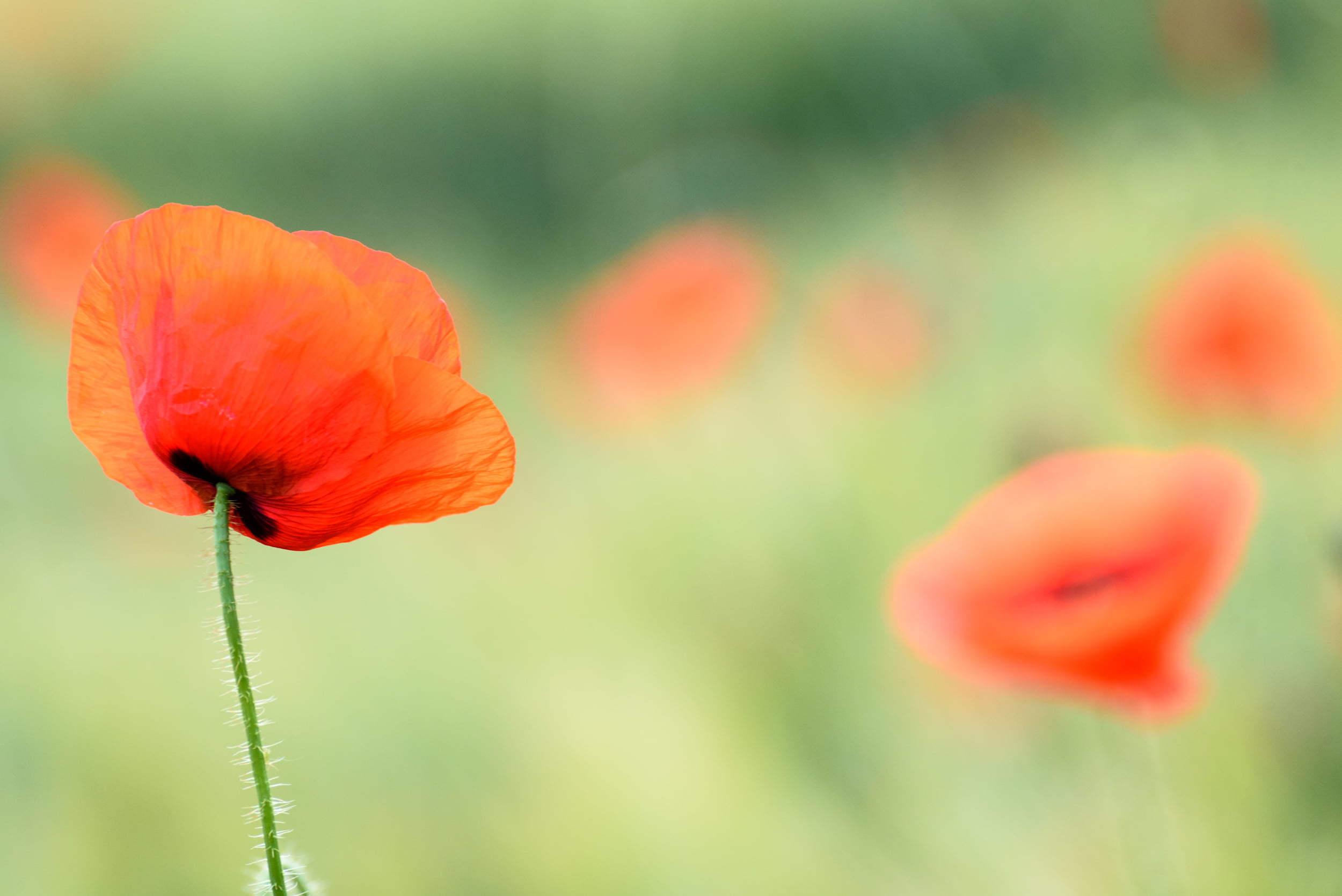 photography, NATURE, red, flower, meadow, outdoors, Europe, field, Languedoc Roussillon, focus, 1080P, selective, poppy, petaled, springtime, Softness, HD Wallpaper