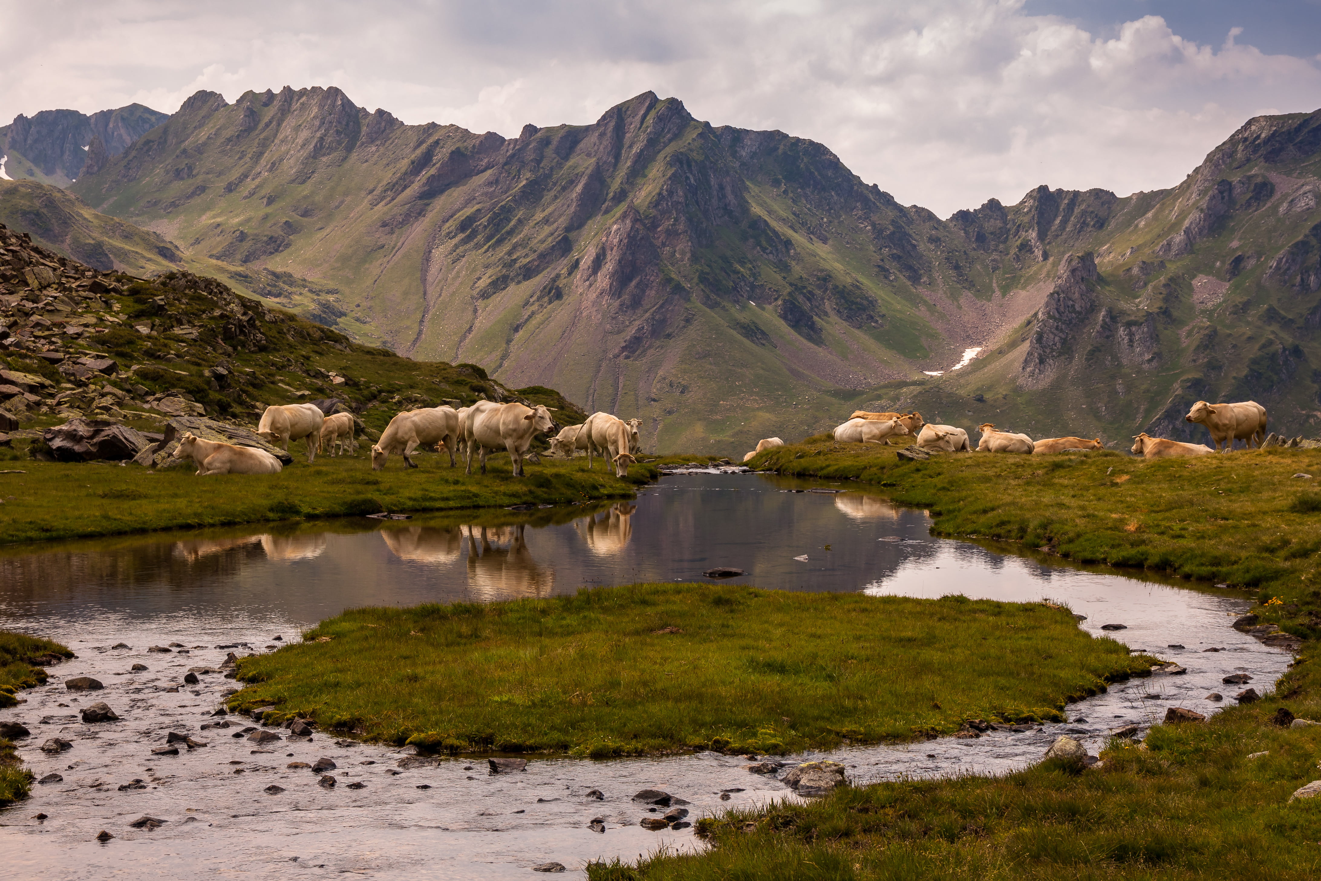 Languedoc-Roussillon Midi-Pyrénées, summer, outdoors, daytime, scenics, Frankreich, lake, travel, 4K, Cows, water, nature, moutain, voyage, Beaucens, landscape, HD Wallpaper