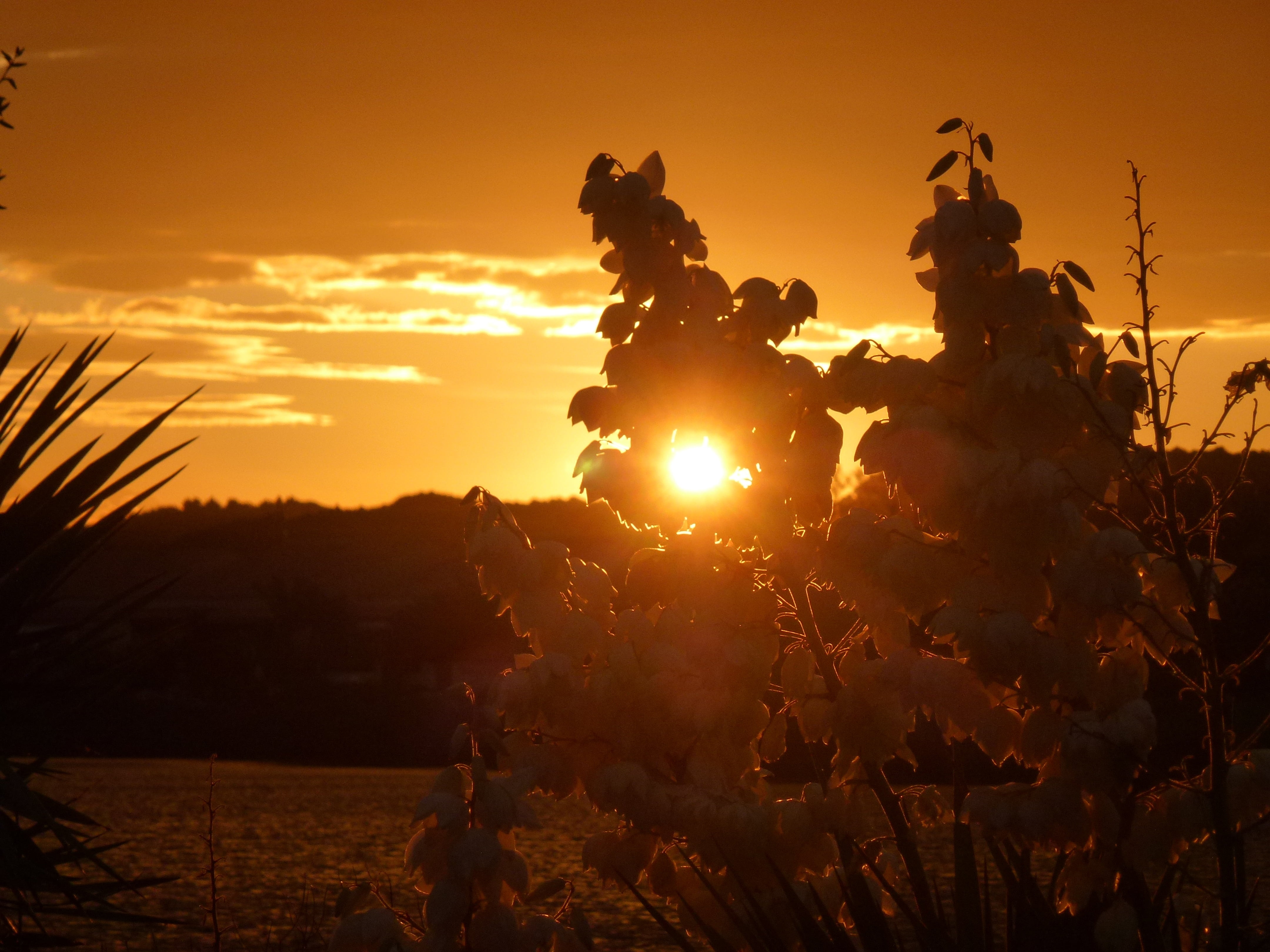 beauty in nature, evening sky, tranquil scene, tree, cloud - sky, tranquility, sunlight, no people, sunset, environment, travel, evening, adult, abendstimmung, HD Wallpaper