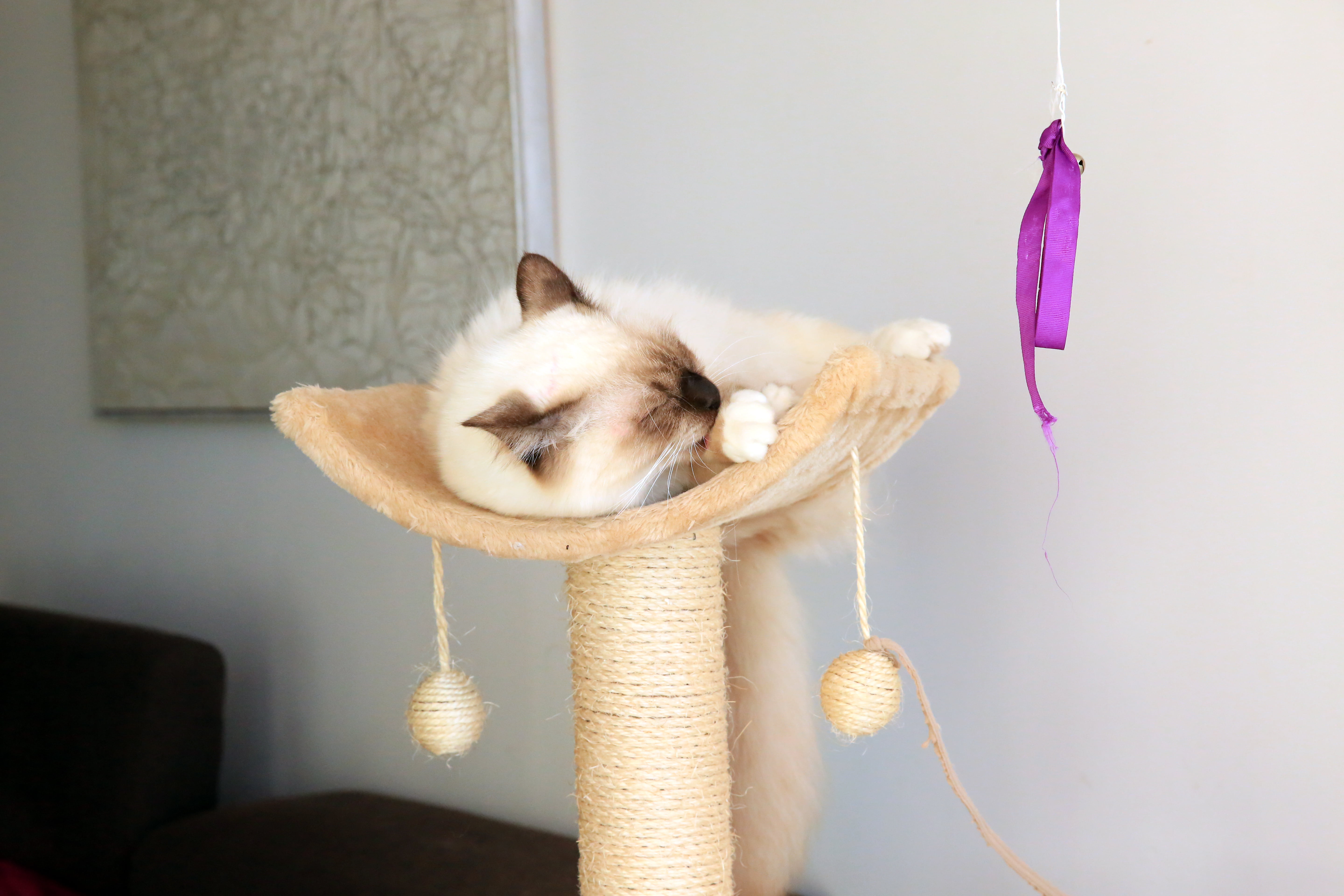 5K, son, pet  animal, post, kitten, scratching post, Europe, Maya, Méditerranée, Le Grau-du-Roi, indoor, on top, Gard, de, animal, top, intérieur, South France, HD Wallpaper