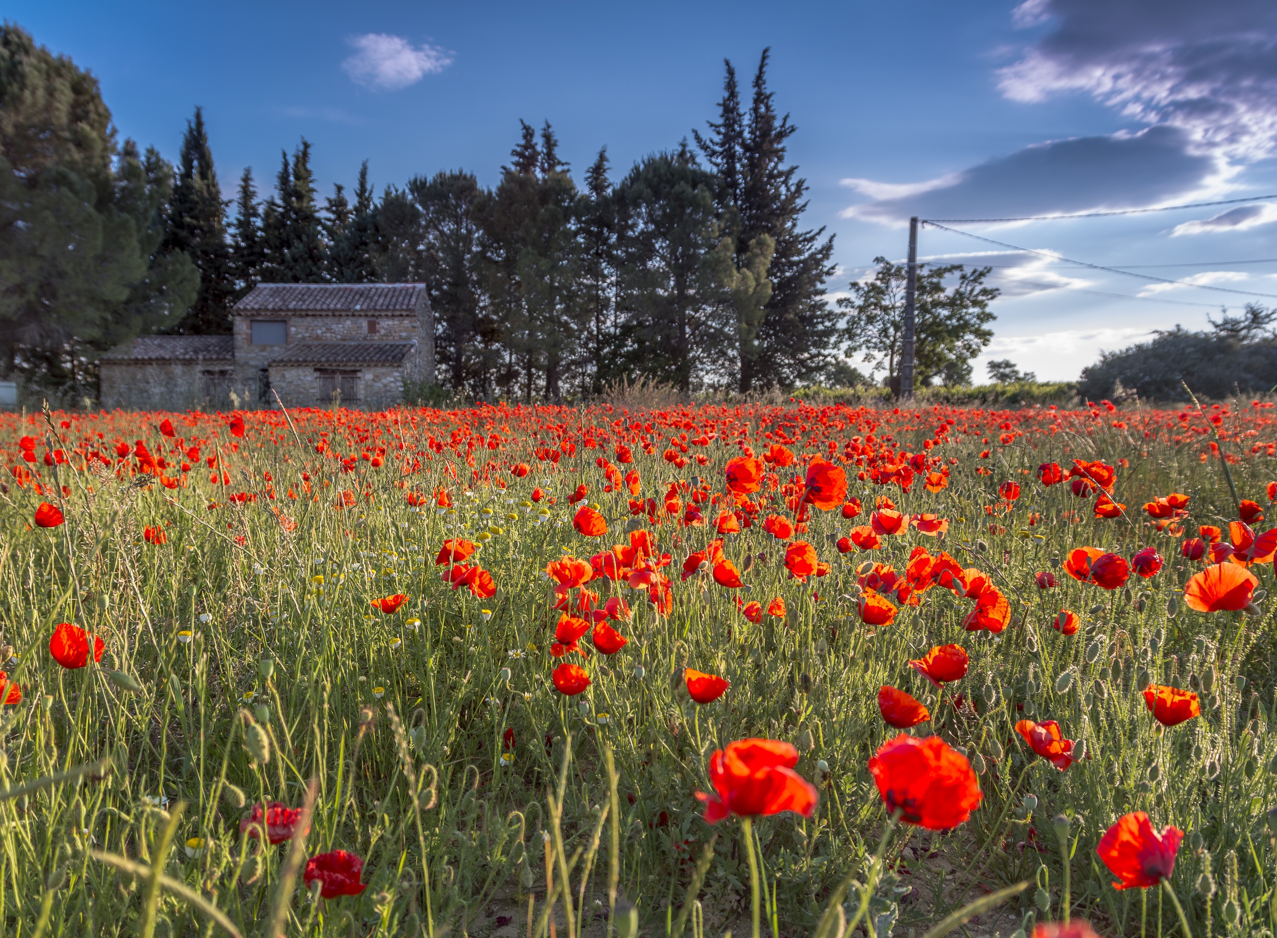 fragility, poppy, 2K, sky, plant, tree, languedoc, no people, flowering plant, outdoors, vulnerability, growth, wild tulips, landscape, rural scene, nature, HD Wallpaper