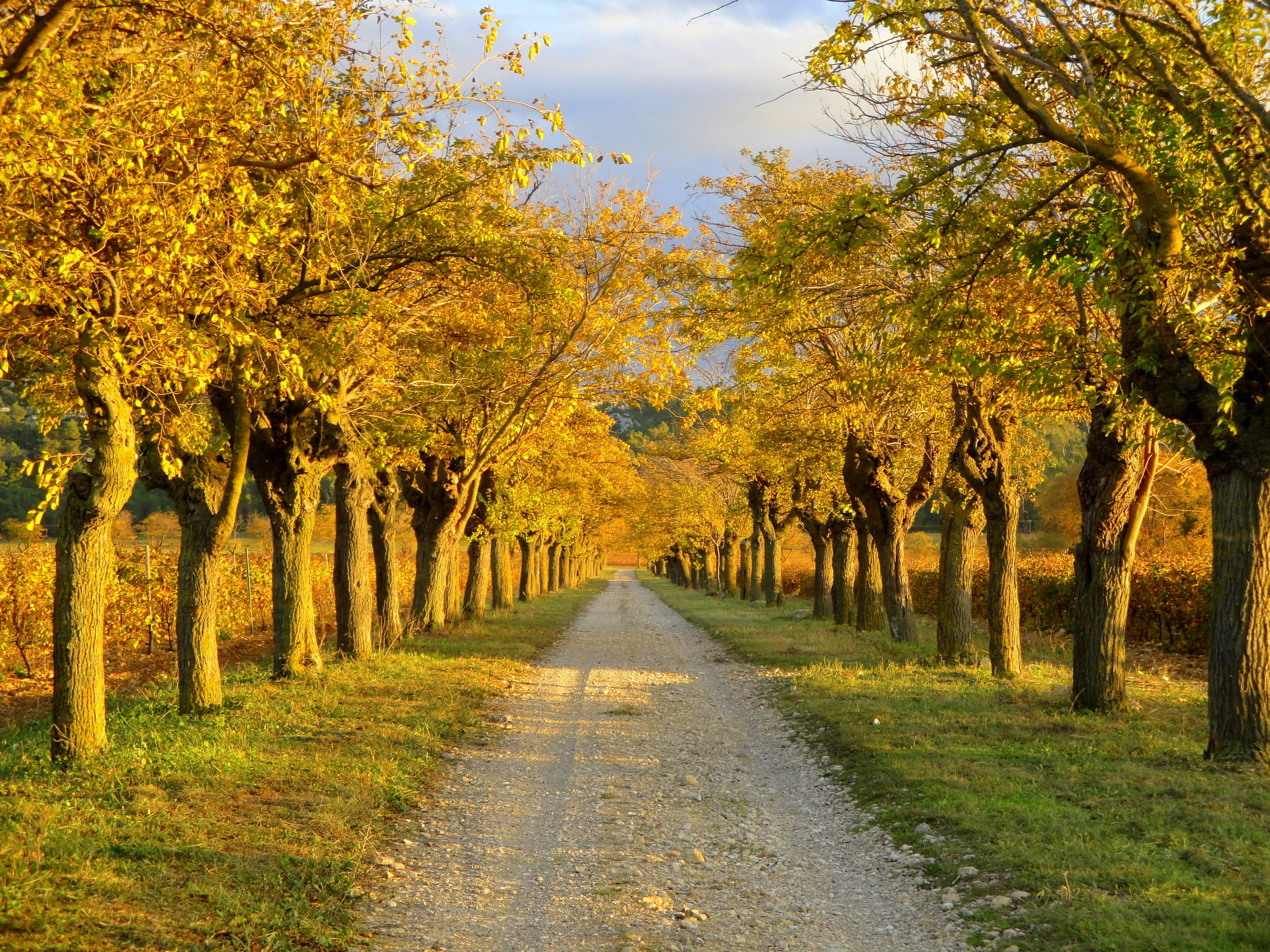 scenics - nature, beautiful landscape, 2K, autumn, colorful, natural, day, fall, scenic, direction, season, outdoor, pathway, country, change, Afternoon, HD Wallpaper