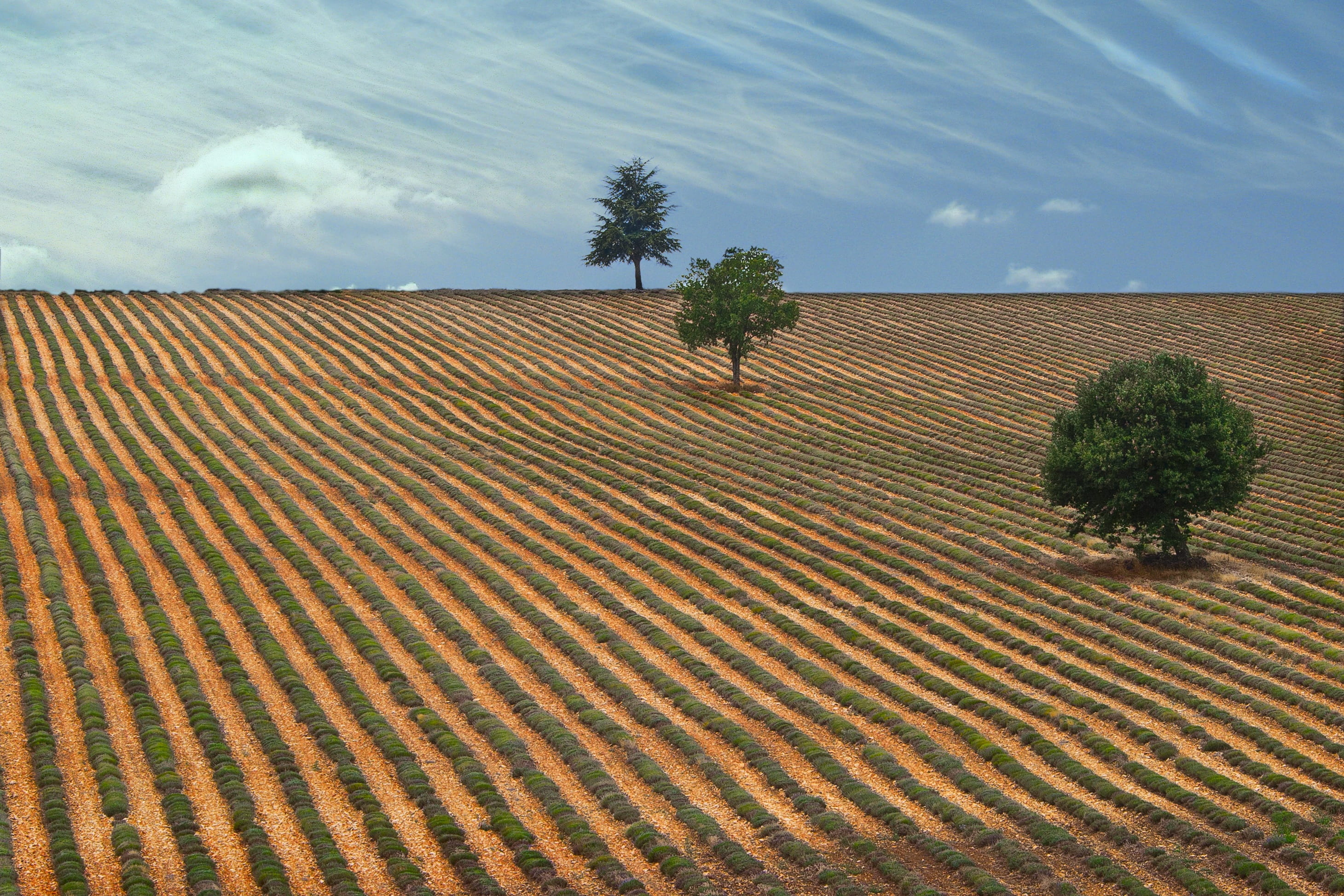 environment, sky, farm, Trees, nature, holiday, France, no people, view, wheat fields, pattern, arid climate, tree, agriculture, plantation, scenics - nature, HD Wallpaper