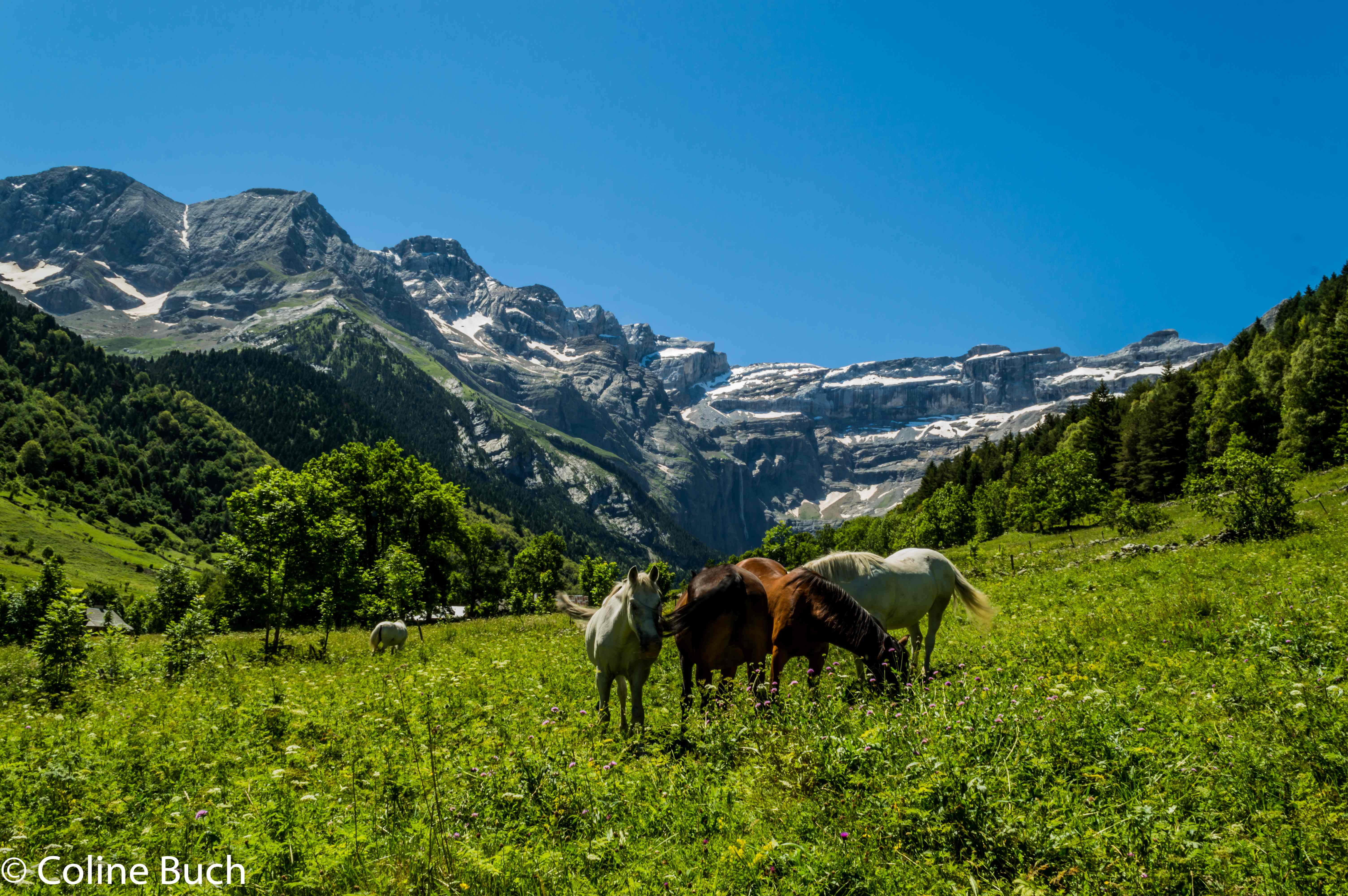 blue sky, horse, 5K, Montagne, Campagne, Sud/ouest, green grass, grass, mountain, scenics, blue, outdoors, horses, pasture, animal, Gavarnie, Gascogne, HD Wallpaper
