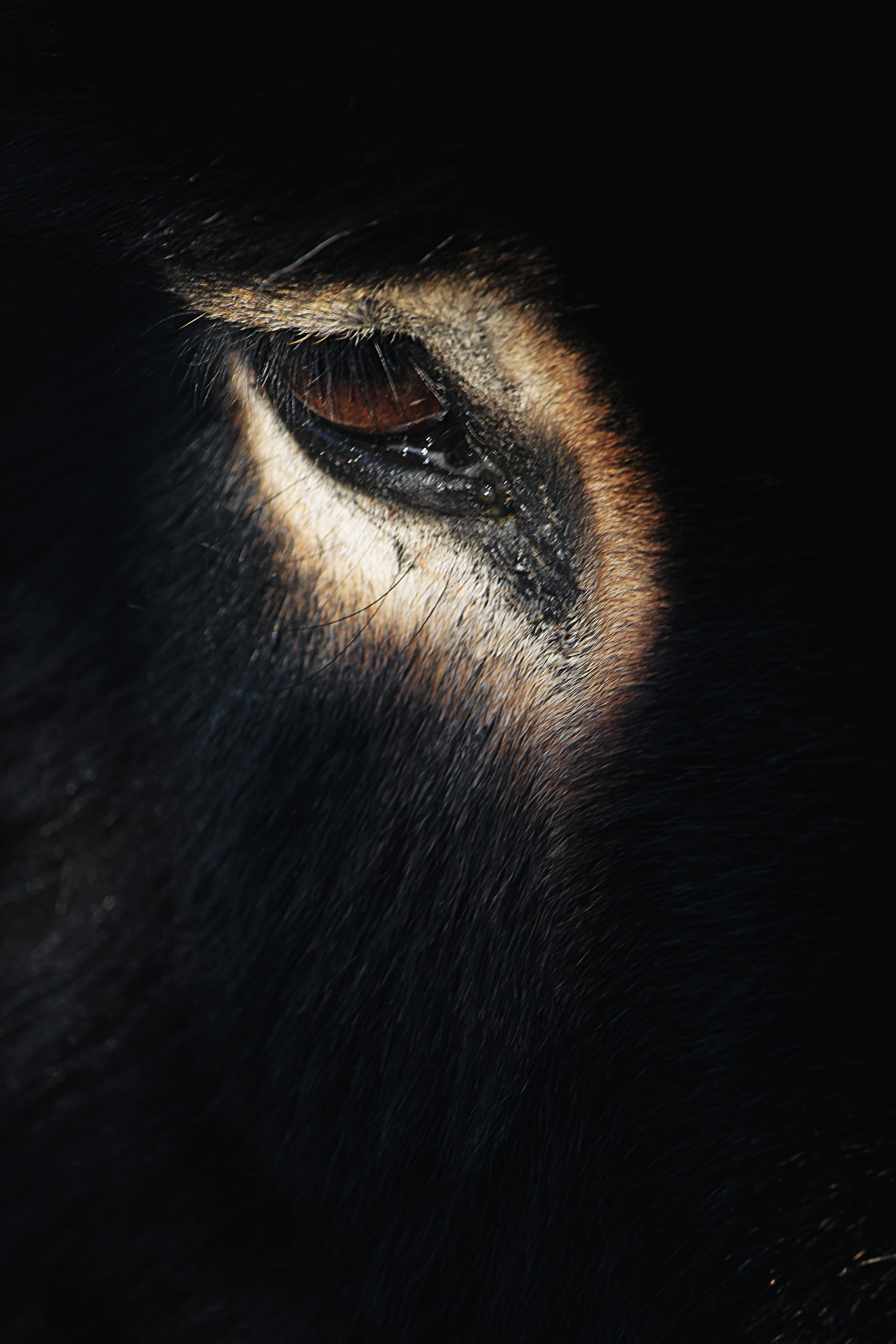 animal body part, studio shot, black background, bear, macro, mammal, coat, wolf, donkey, animal eye, close-up, portrait, eyesight, cheetah, human eye, Phone HD Wallpaper