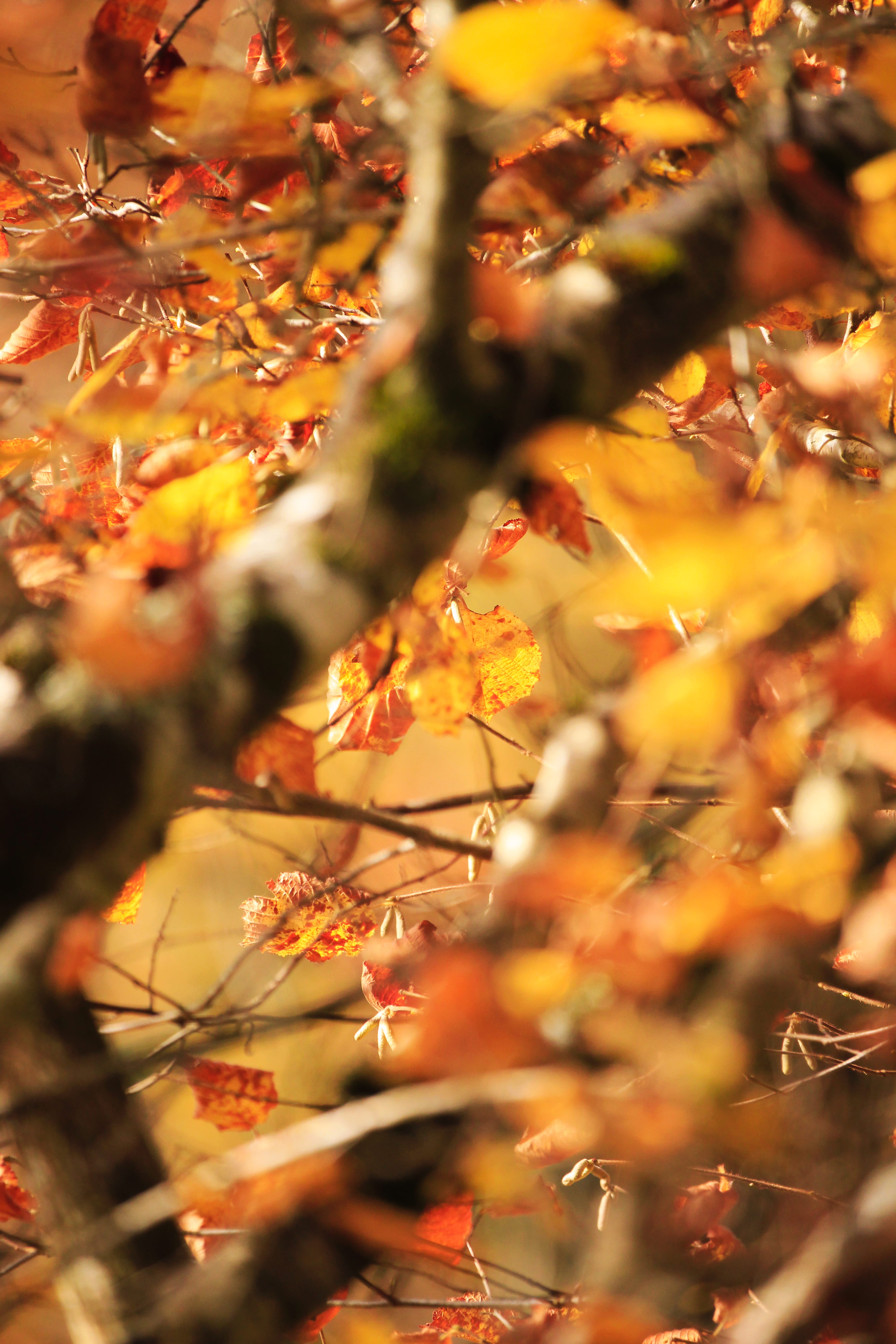 maple leaf, branch, orange color, close-up, yellow, fall, maple, outdoors, natural condition, birch, macro, no people, france, plant, tree, occitanie, zoom, Phone HD Wallpaper