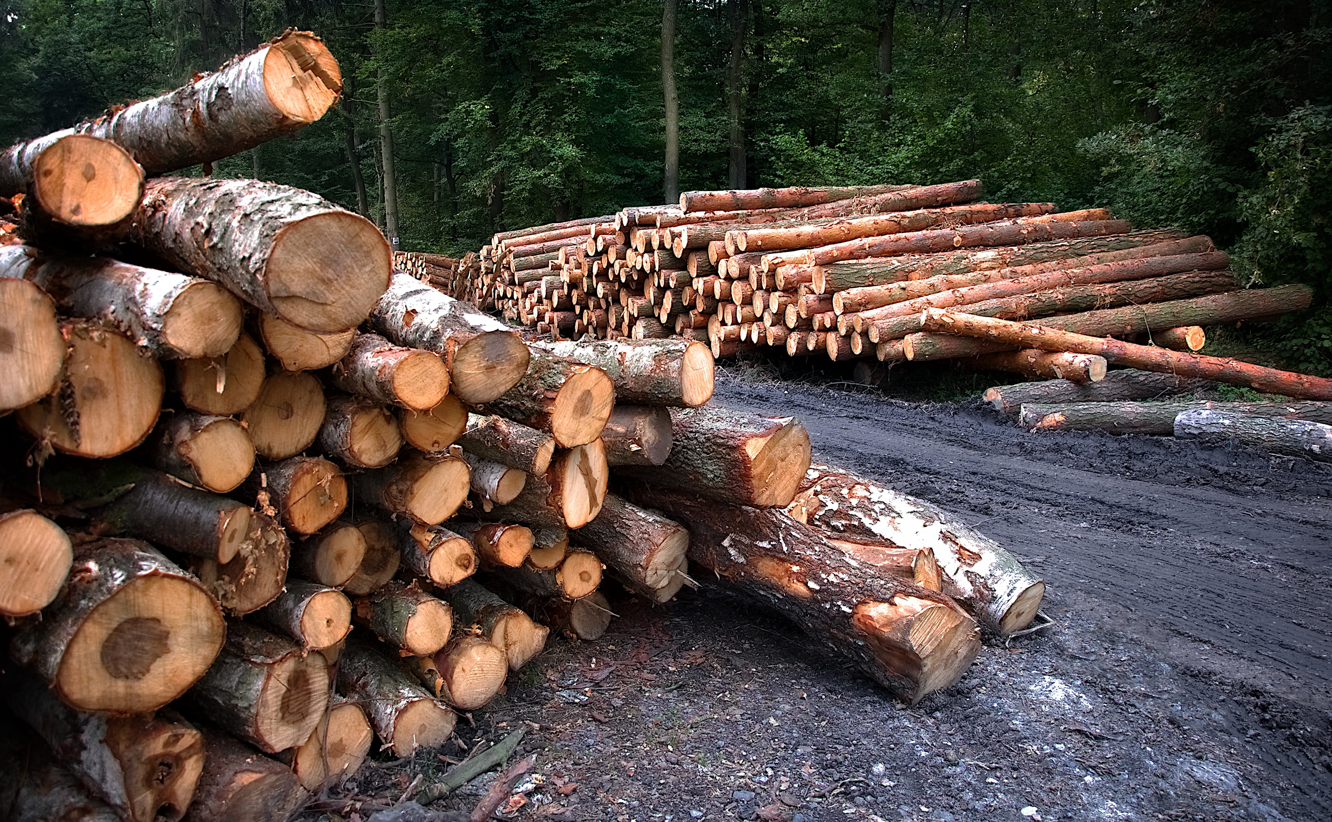 pine, 4K, nature, fuel and power generation, woodland, fossil fuel, cutting, outdoors, wood, then, timber, stack, slice, log, abundance, sawed, firewood, HD Wallpaper