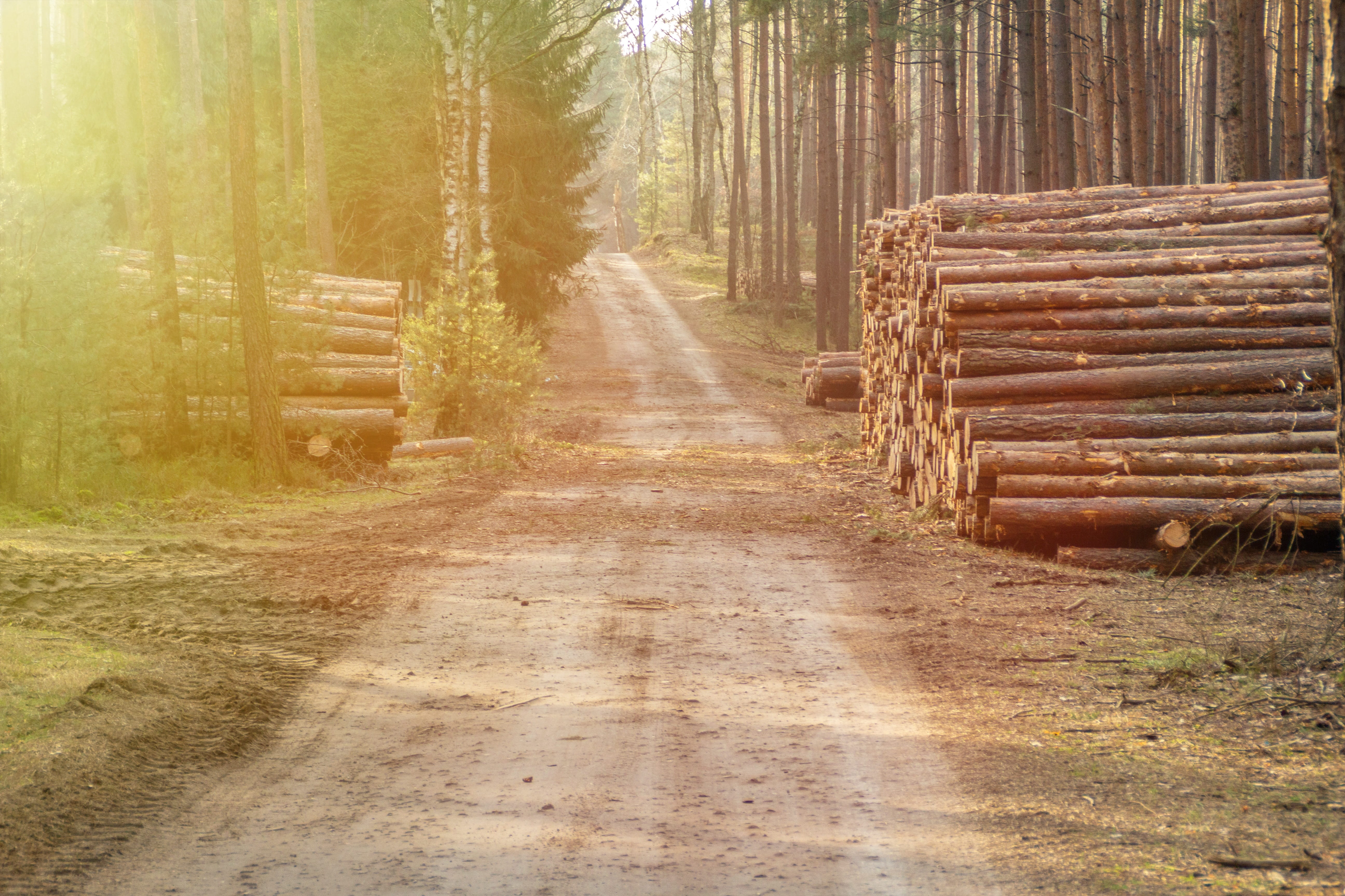 wood, no people, log, fuel, cutting, the sun, spacer, cut, slice, forest, footpath, outdoors, woodland, timber, glow, direction, diminishing perspective, HD Wallpaper