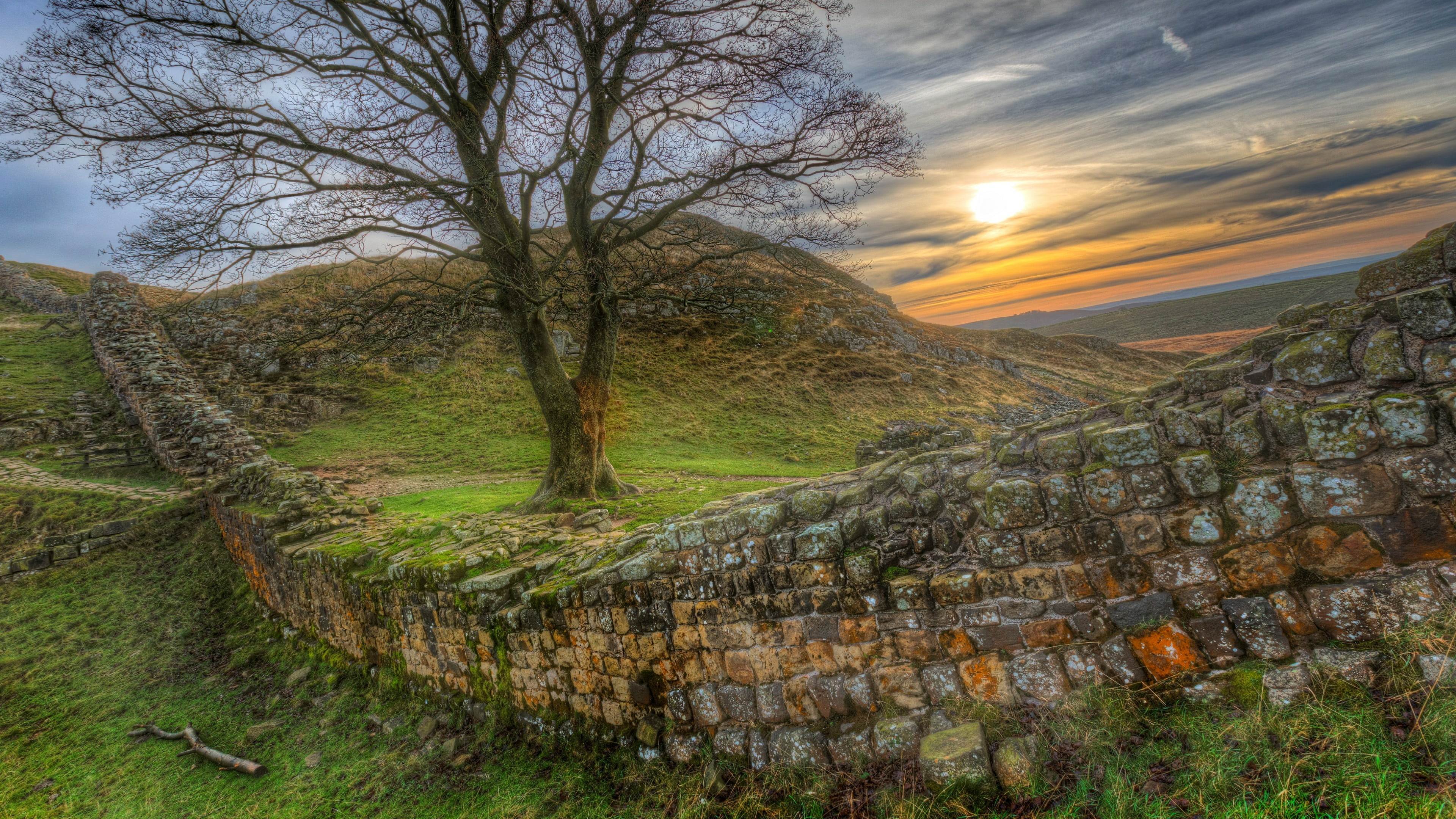 rock, green color, nature, sunlight, branch, growth, history, meadow, fell, hill, field, grass, beauty in nature, scenics - nature, highland, united kingdom, HD Wallpaper