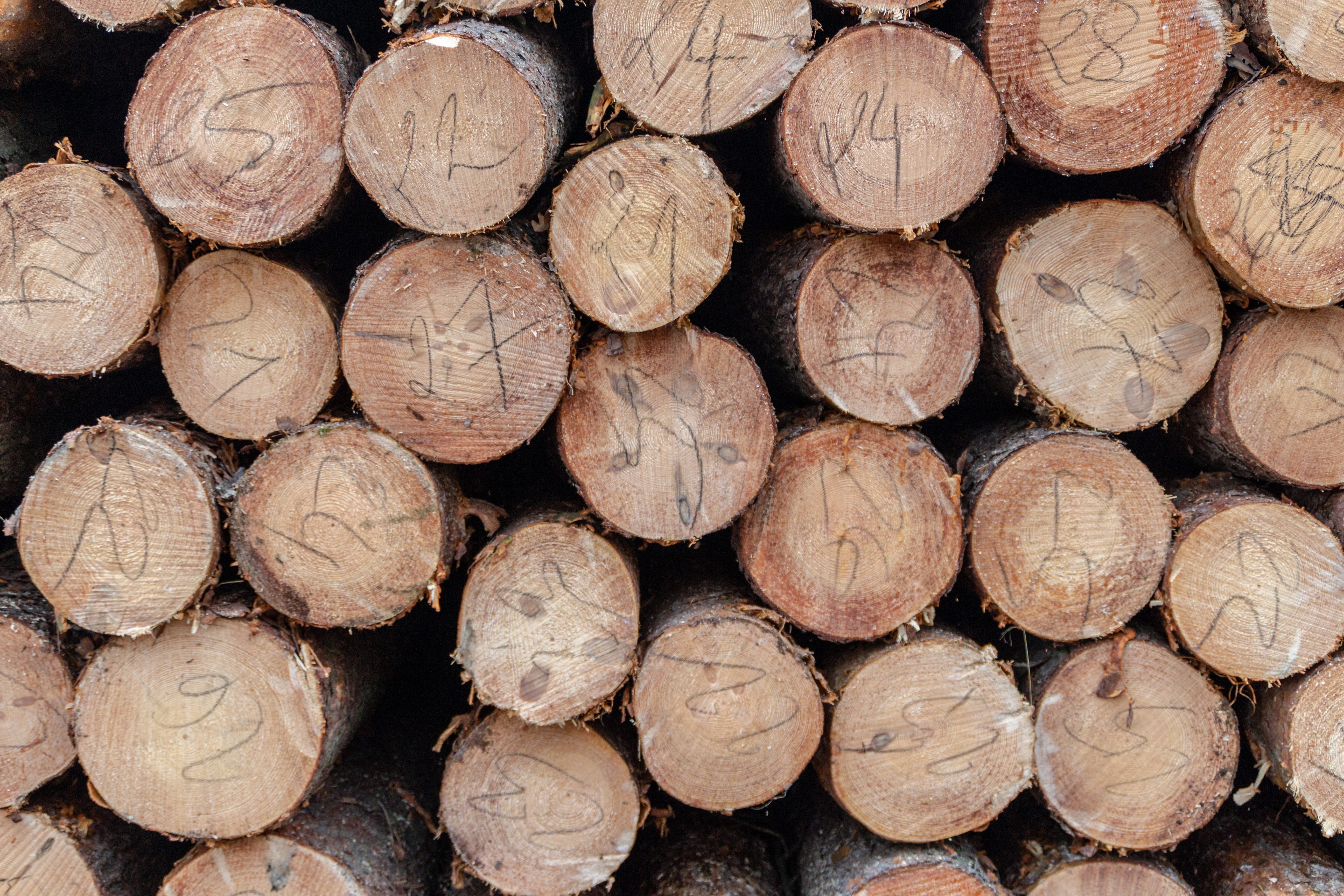 lumber industry, abundance, shape, large group of objects, fuel, environmental issues, texture, 5K, cut, wood, pattern, outdoors, forest, firewood, tree, HD Wallpaper