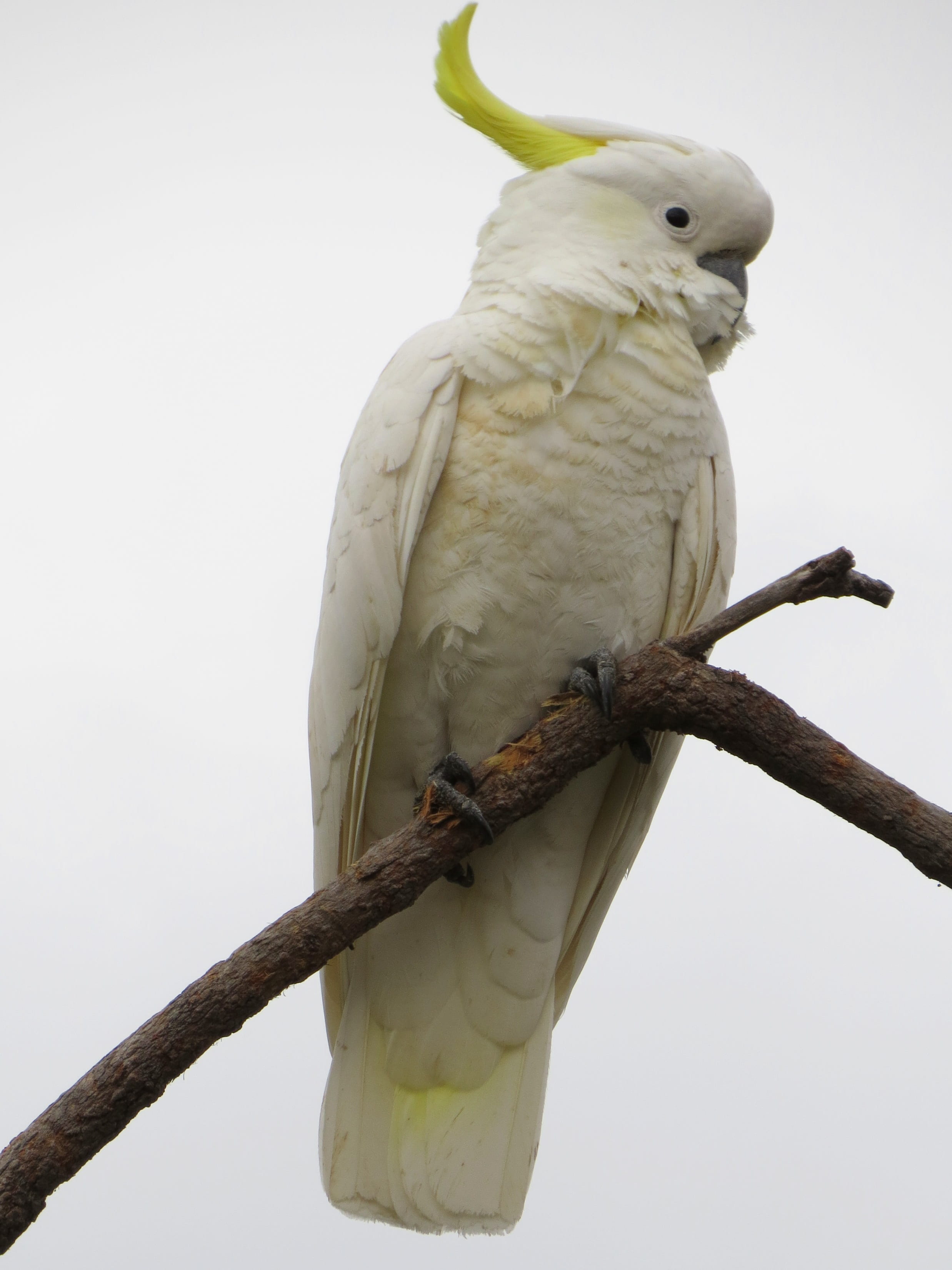 copy space, 2K, one animal, animal themes, animals in the wild, close-up, no people, natural, australia, feather, nature, vertebrate, outdoors, native, Phone HD Wallpaper