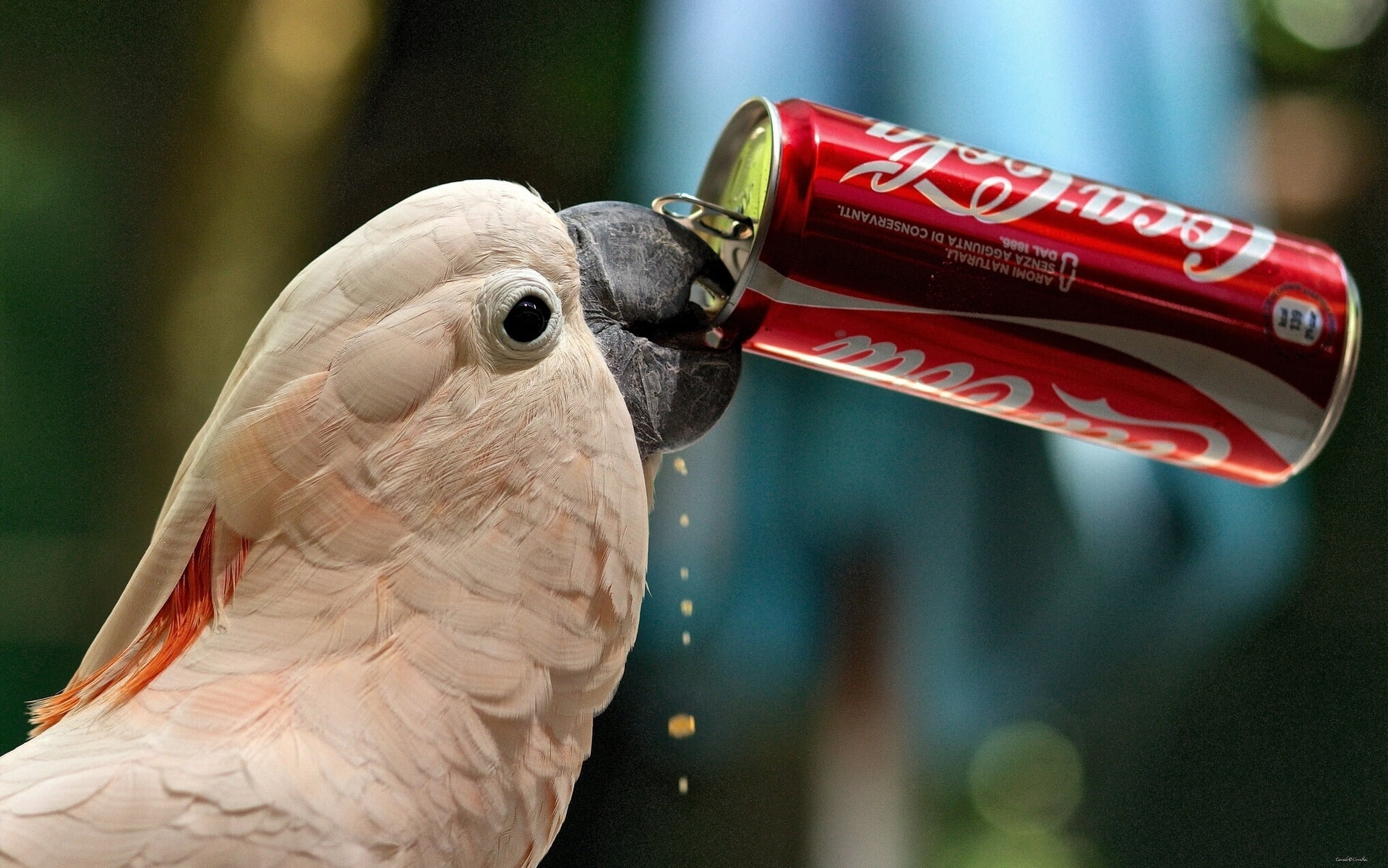 bird, no people, animal body part, animal themes, profile view, parrot, day, animal, outdoors, thirst, animals in the wild, 1080P, crested, focus on foreground, HD Wallpaper