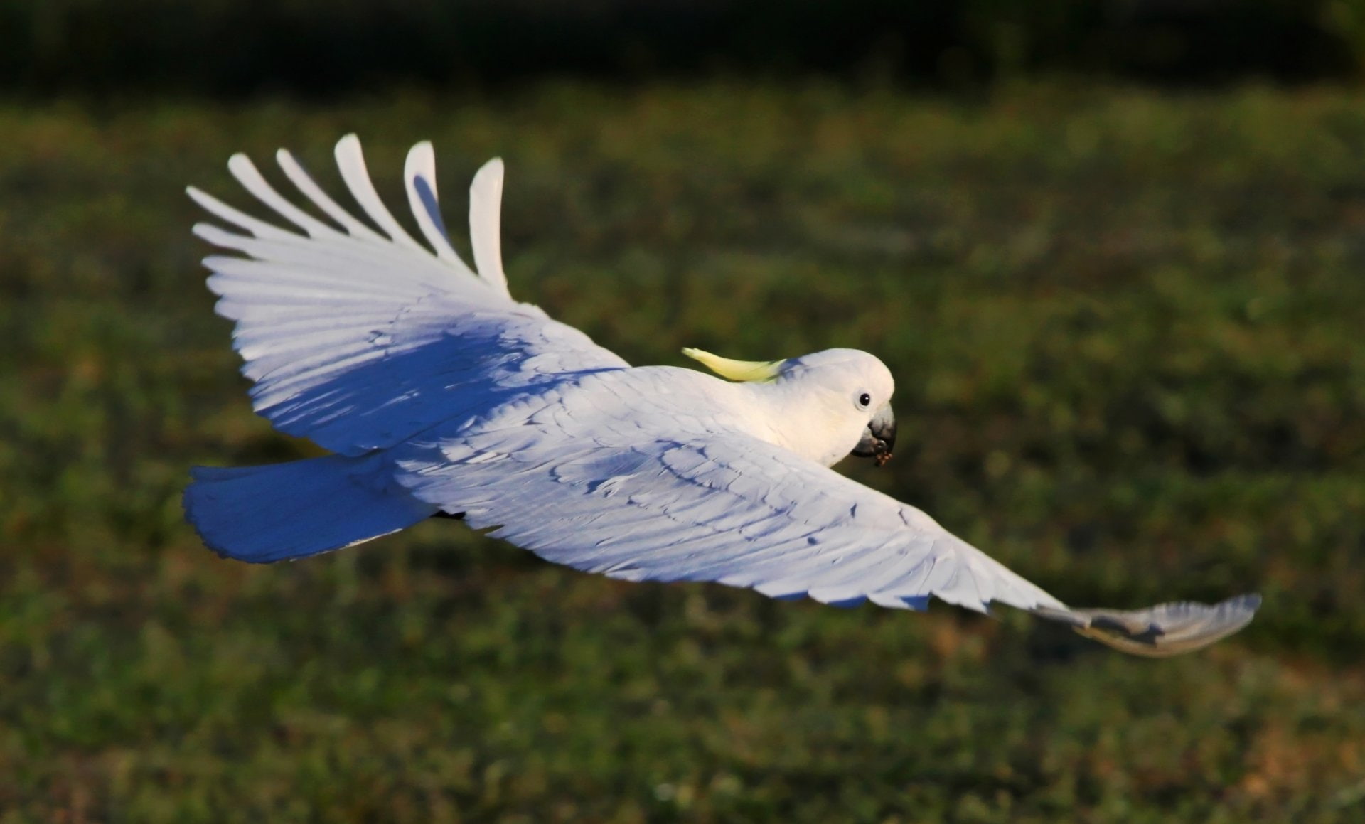 Parrot, 1080P, Bird, Flight, Sulphur-crested Cockatoo, Wings, Birds, HD Wallpaper