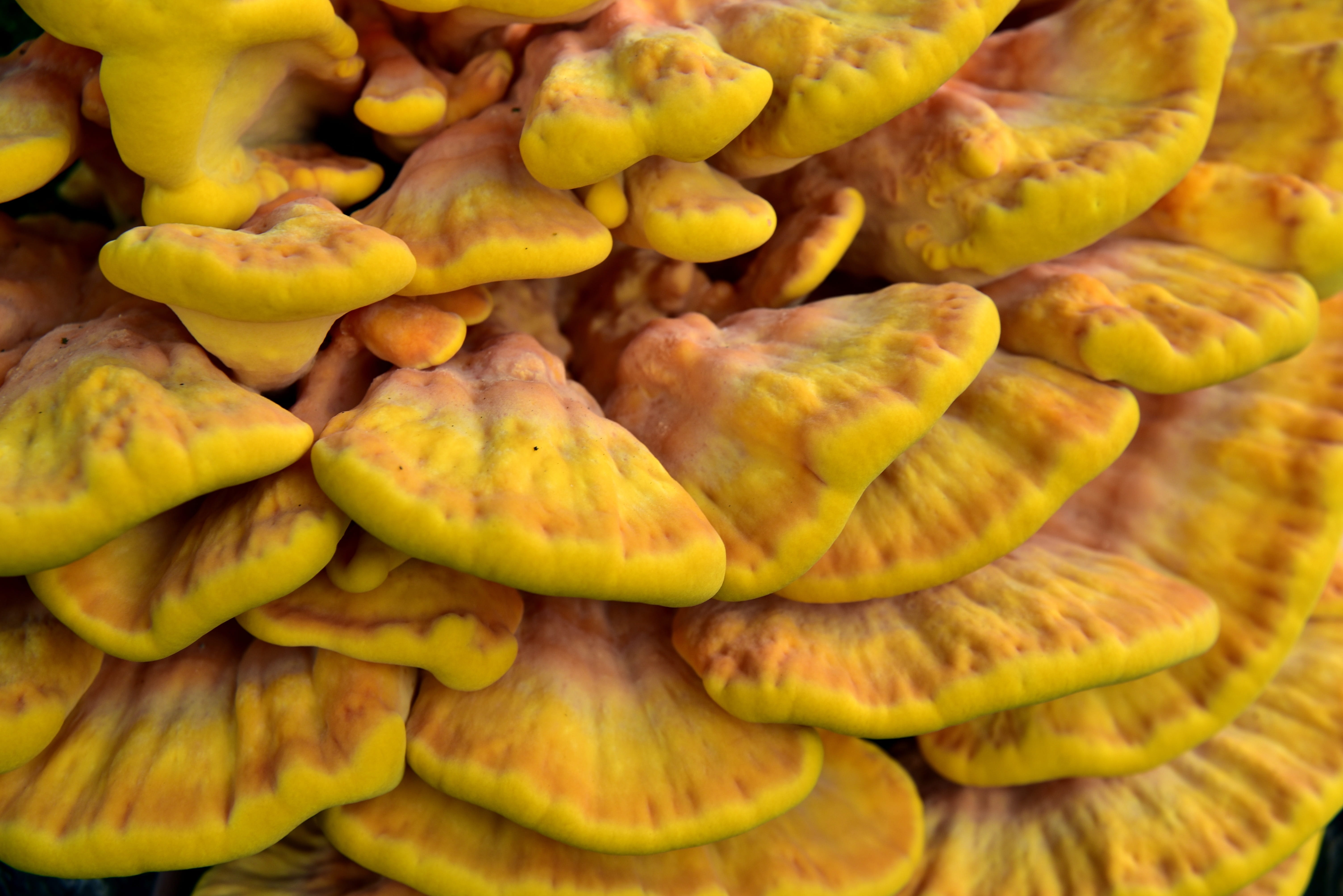 freshness, close-up, sulphur ovinus, plant, fruit, ripe, mushroom, green color, large group of objects, baumschwamm, macro, structure, close up, retail, HD Wallpaper