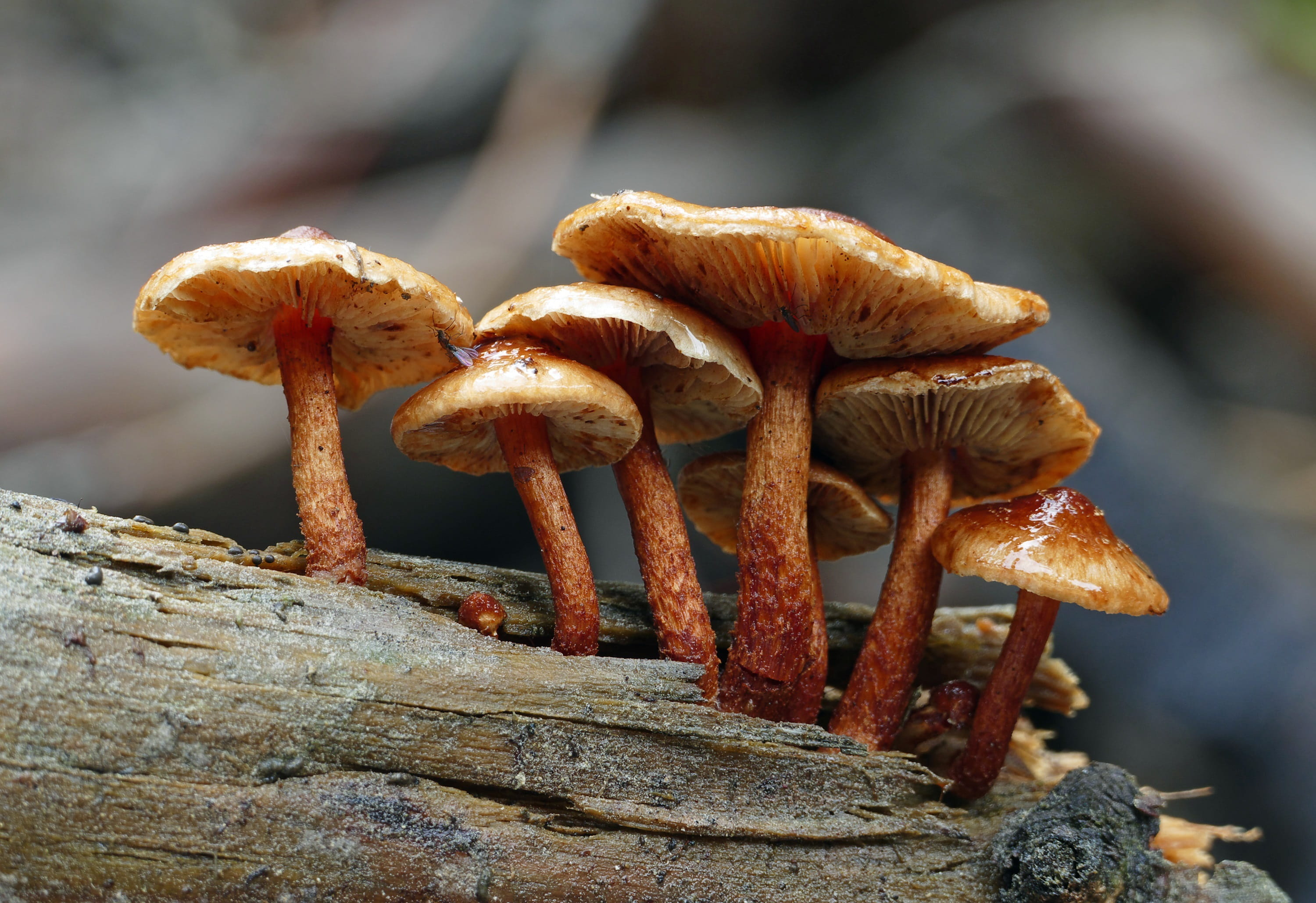 vegetable, no people, day, fungus, focus on foreground, edible mushroom, toadstool, log, land, forest, nature, clustered woodlover, mushroom, close-up, HD Wallpaper