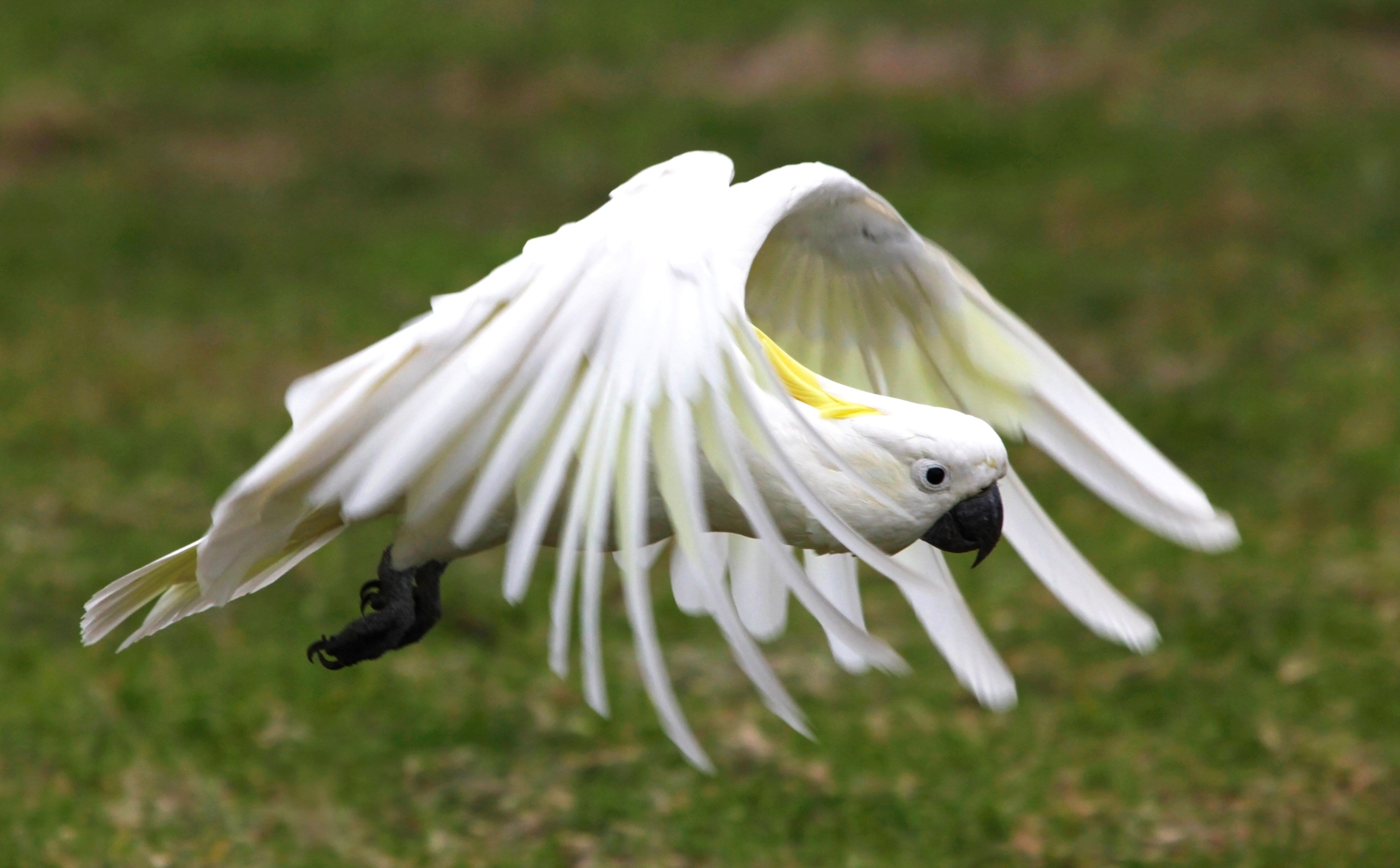 5K, sulphur crested cockatoo, HD Wallpaper
