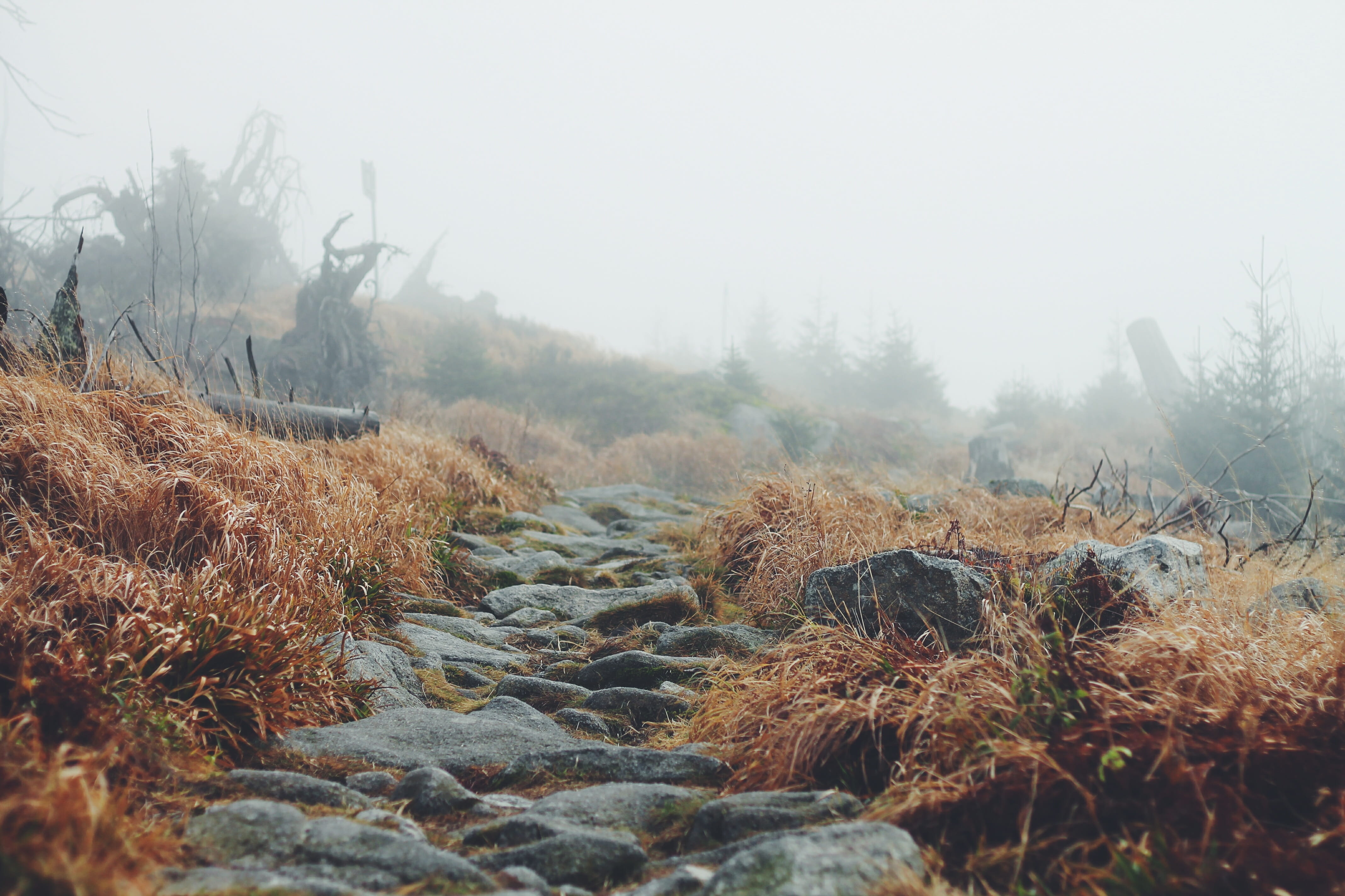 rock - object, fog, no people, outdoors, river, mist, day, tranquil scene, beauty in nature, stone, season, natural environment, nature, forest, solid, HD Wallpaper