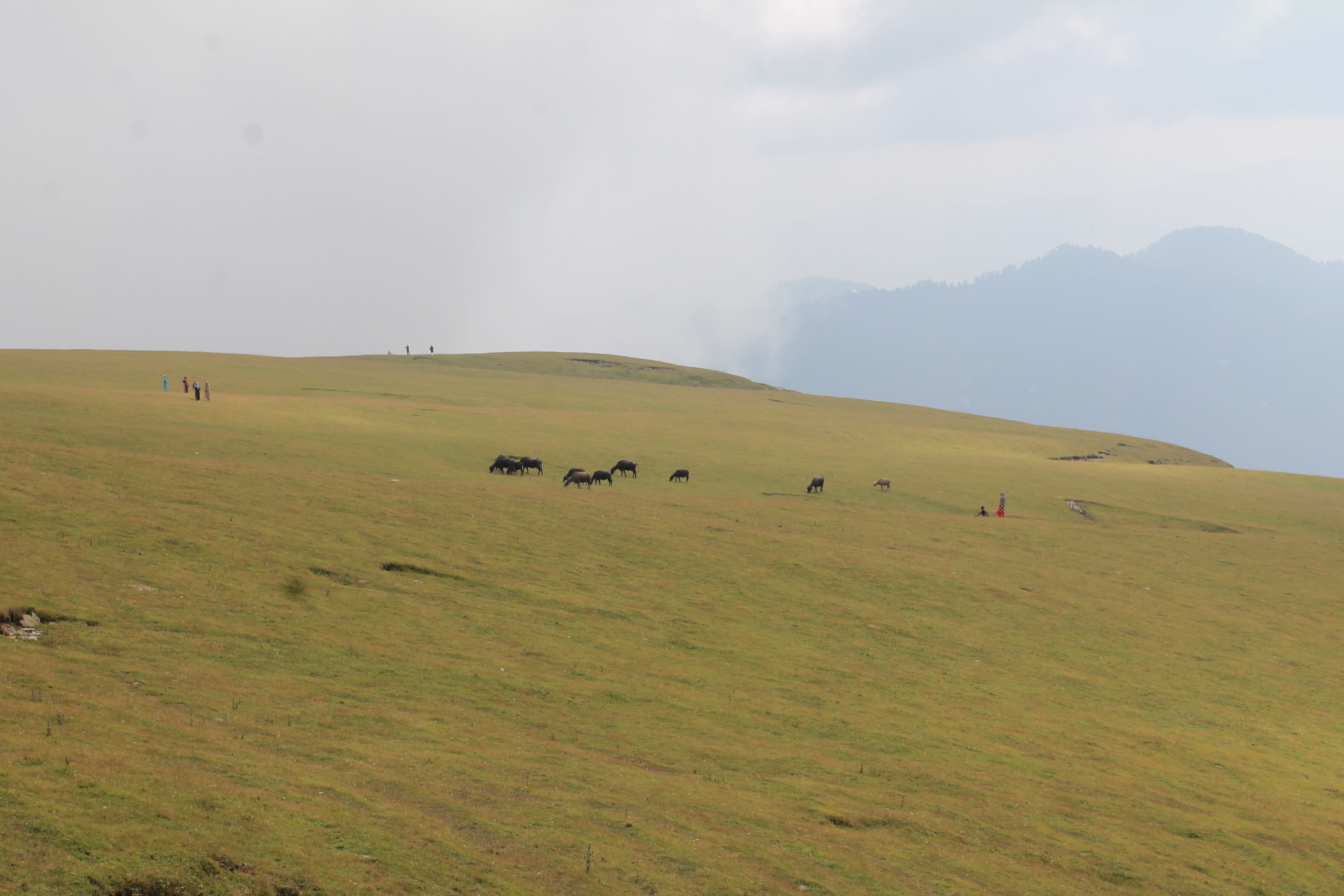 hill, landform, aeolian landform, animal themes, fell, domestic, steppe, grass, mountainous landforms, pets, landscape, beauty in nature, savanna, domestic animals, HD Wallpaper