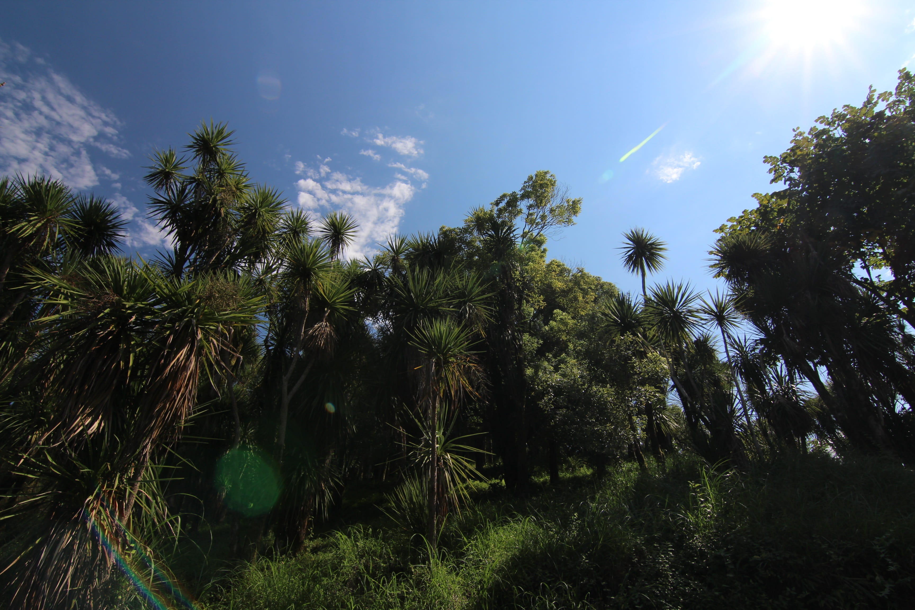 leaf, nature, 2K, habitat, coconut palm tree, ecosystem, palm leaf, vegetation, sunlight, low angle view, morning, plant, jungle, tropics, tree, sunbeam, HD Wallpaper