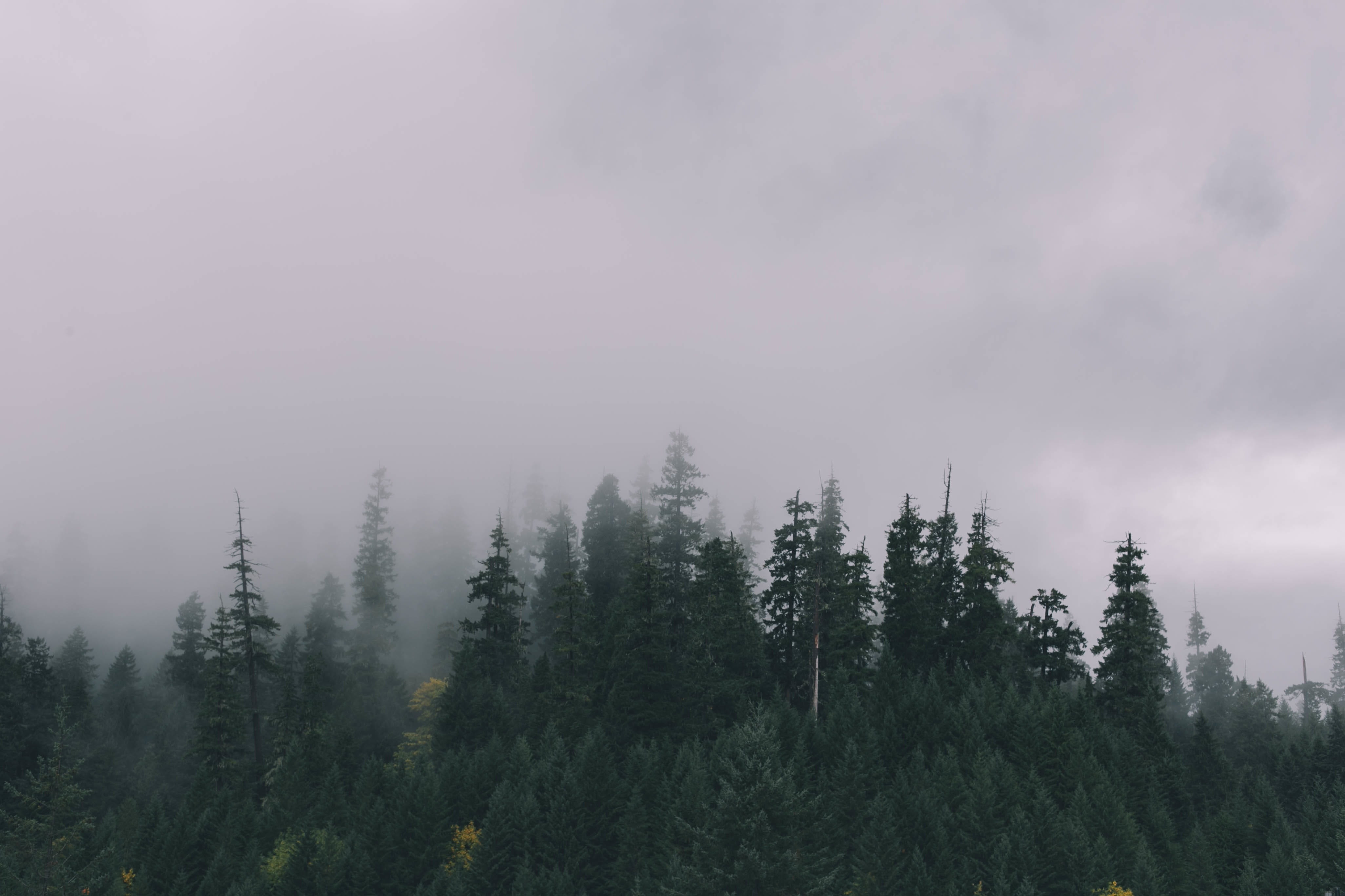 dawn, haze, cloud, meadow, ridge, coniferous tree, sunlight, atmospheric phenomenon, landscape, environment, woody plant, wilderness, ecosystem, fog, nature, HD Wallpaper